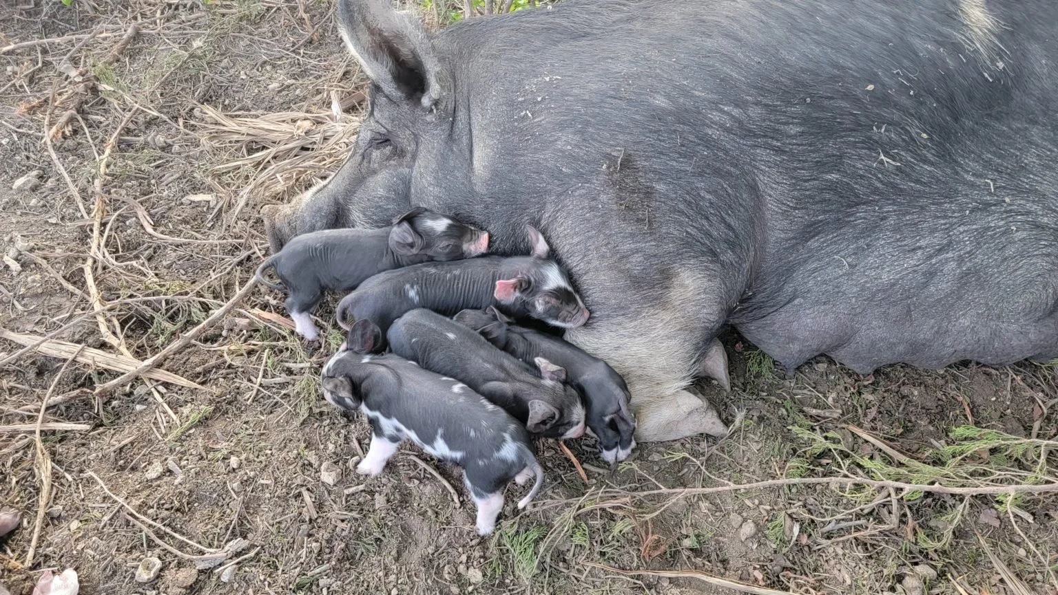 Double D Farm photo 5