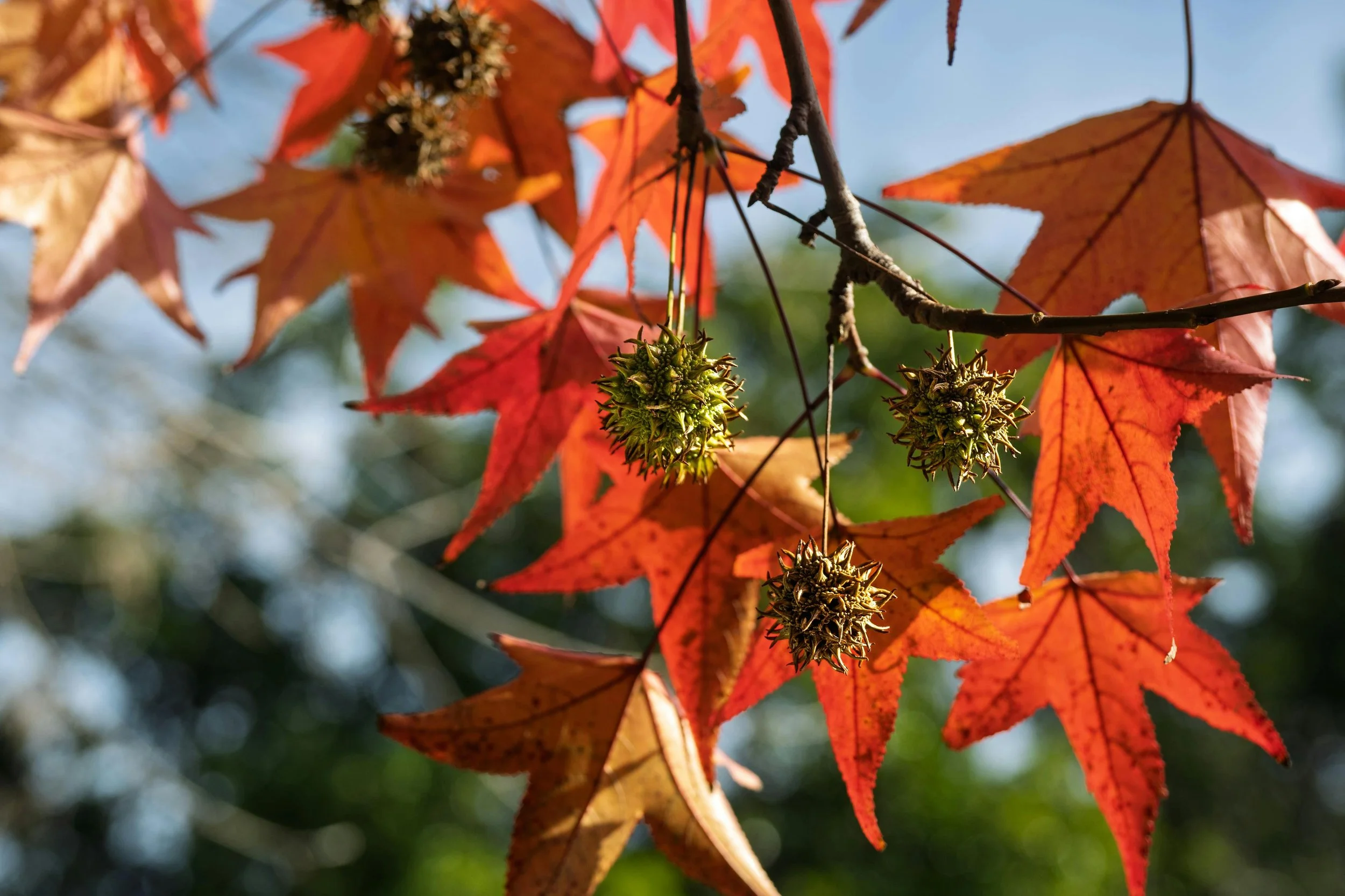 Sweetgum (Liquidambar styraciflua)