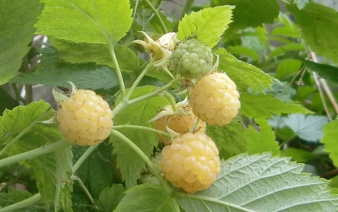Fall Gold Raspberry (Rubus idaeus)