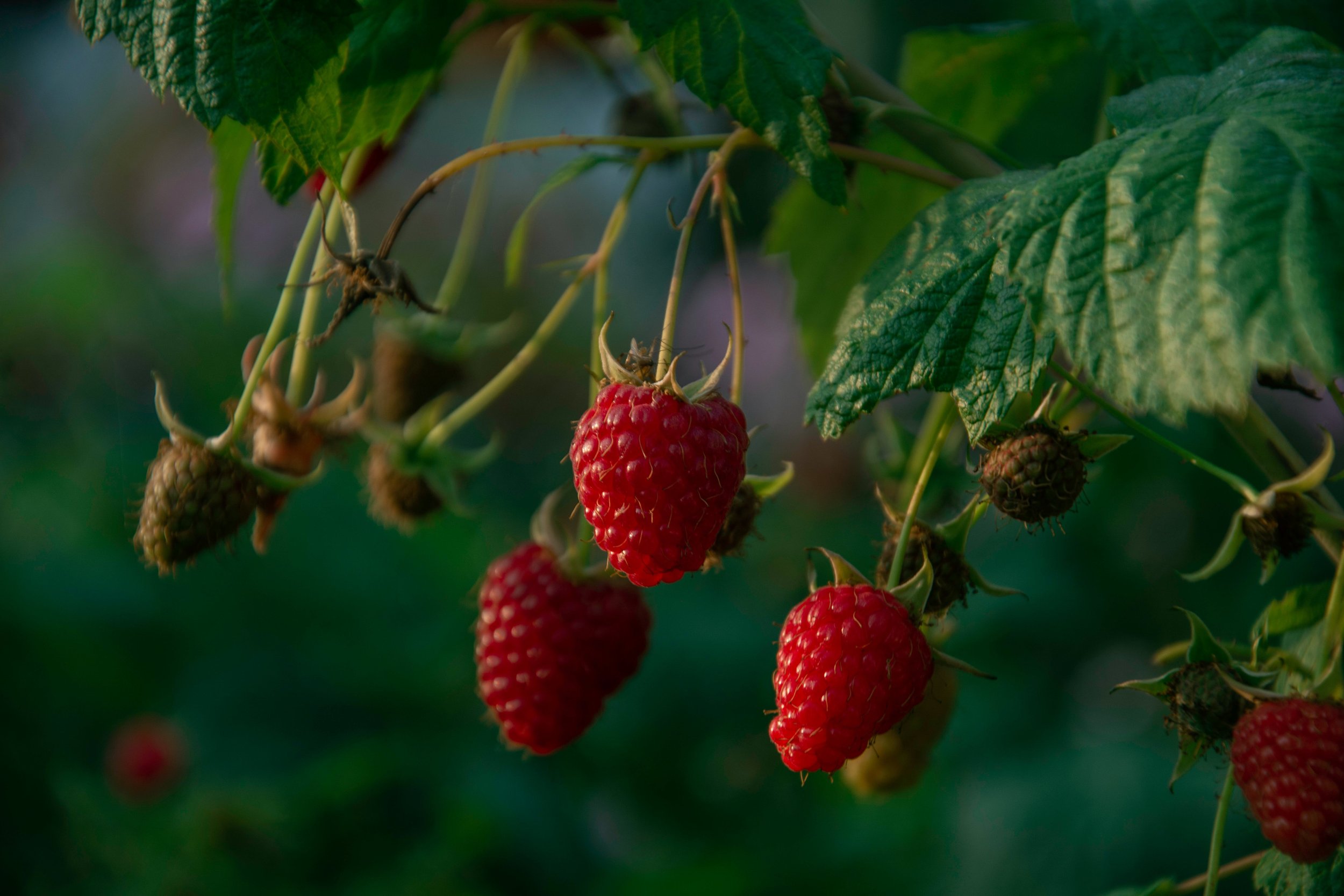 Heritage Raspberry (Rubus idaeus)
