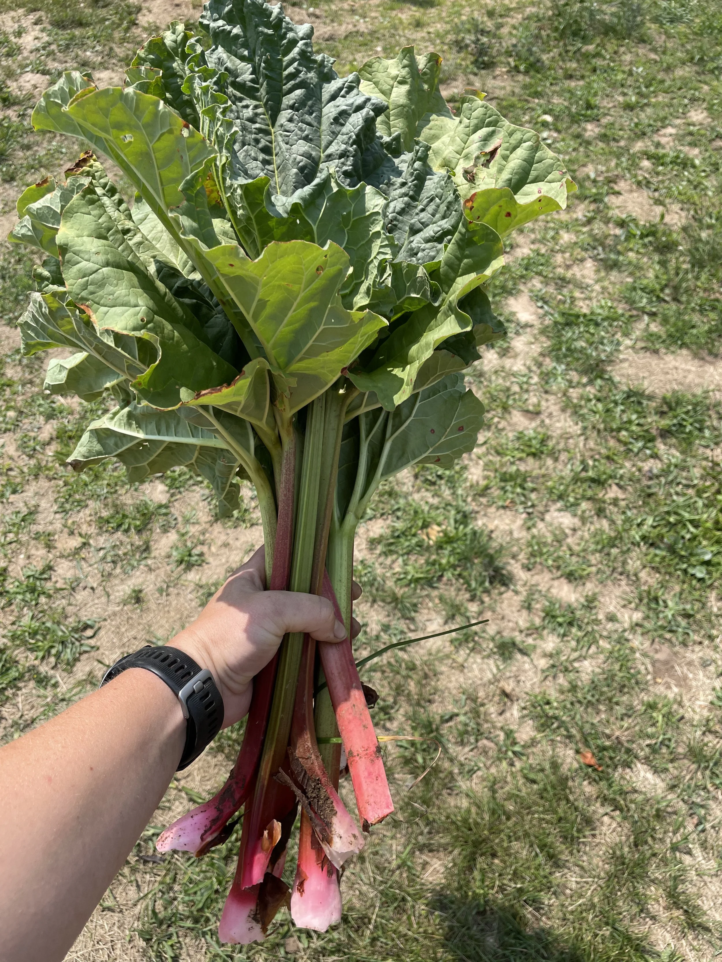 Crimson Red Rhubarb (Rheum x hybridum)