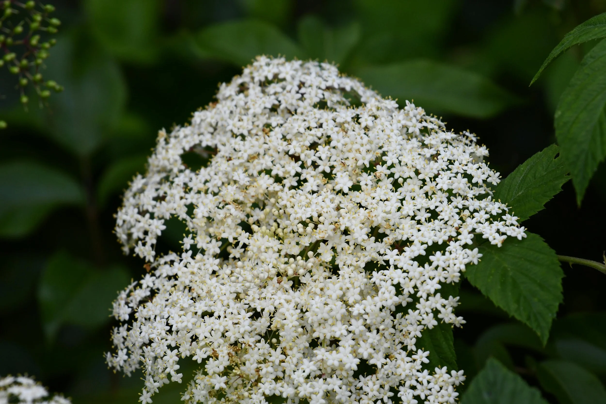 Black Elderberry (Sambucus canidensis)