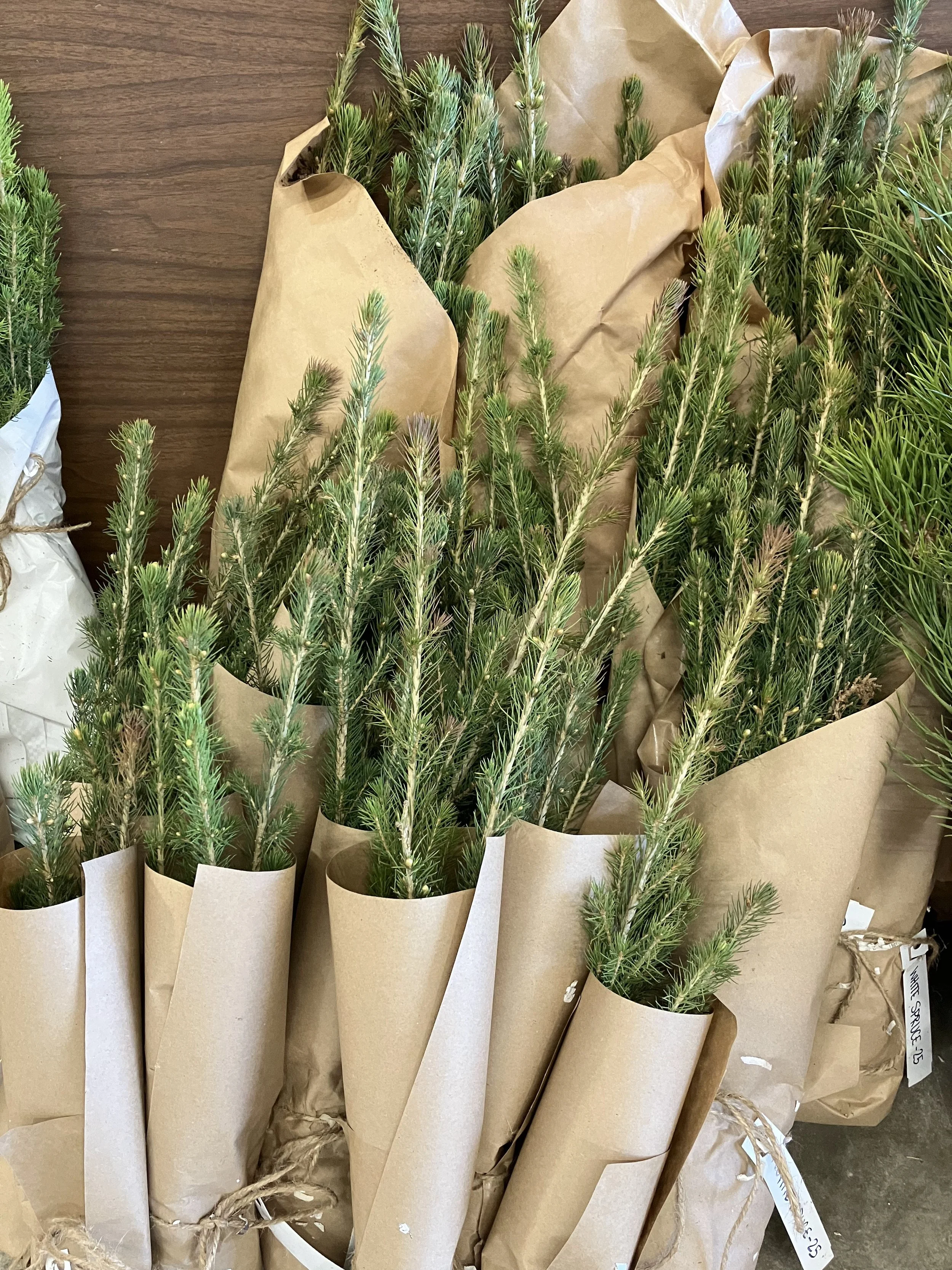 White Spruce (Picea glauca)