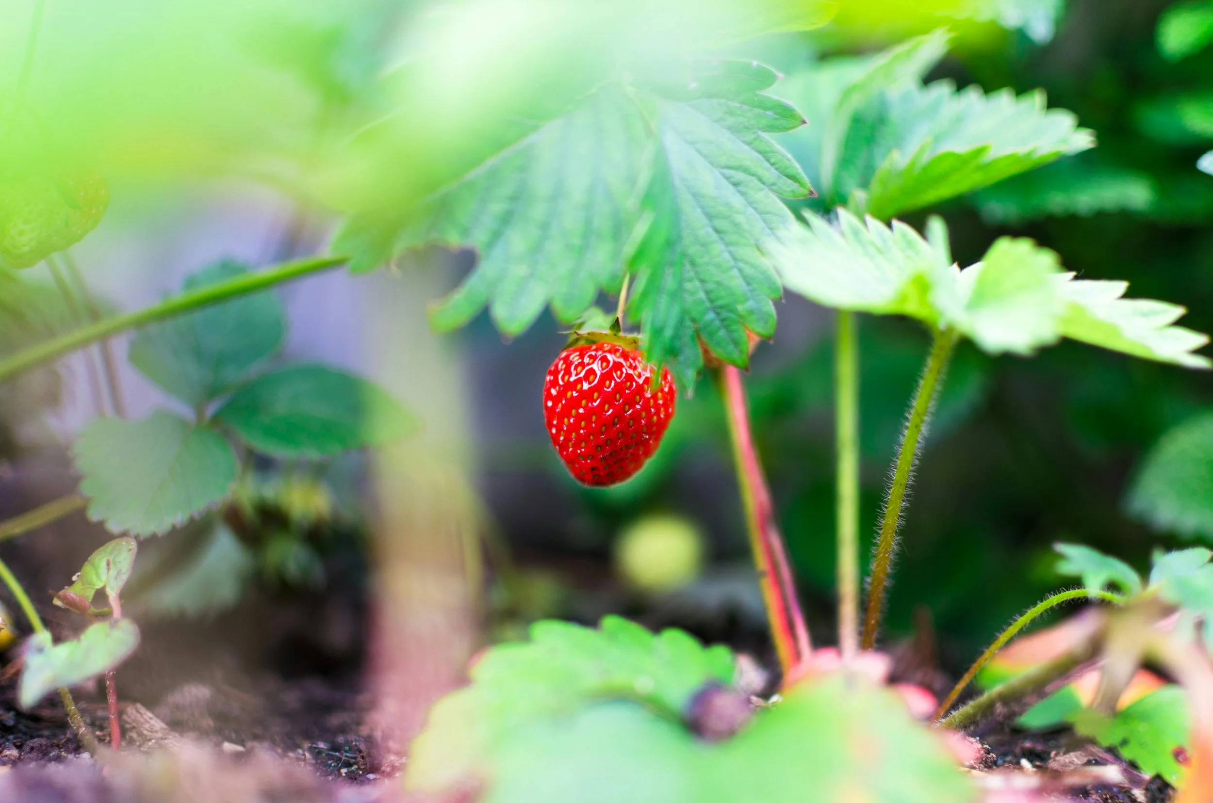 Seascape Strawberry (Fragaria x ananassa)