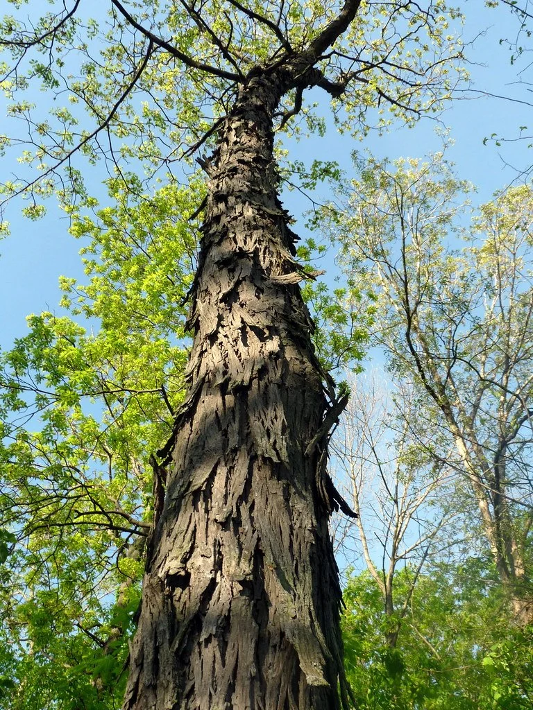 shagbark bark.jpg