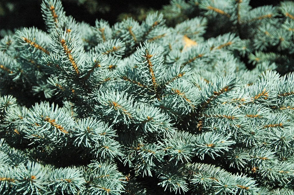 Colorado Blue Spruce (Picea pungens)