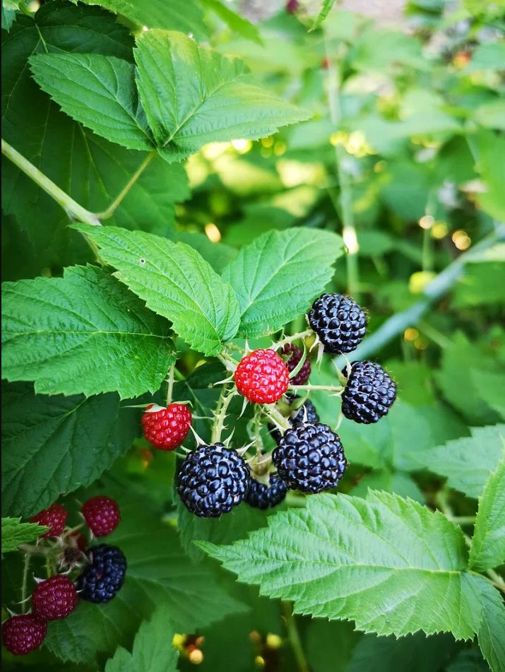 Cumberland Raspberry (Rubus idaeus)