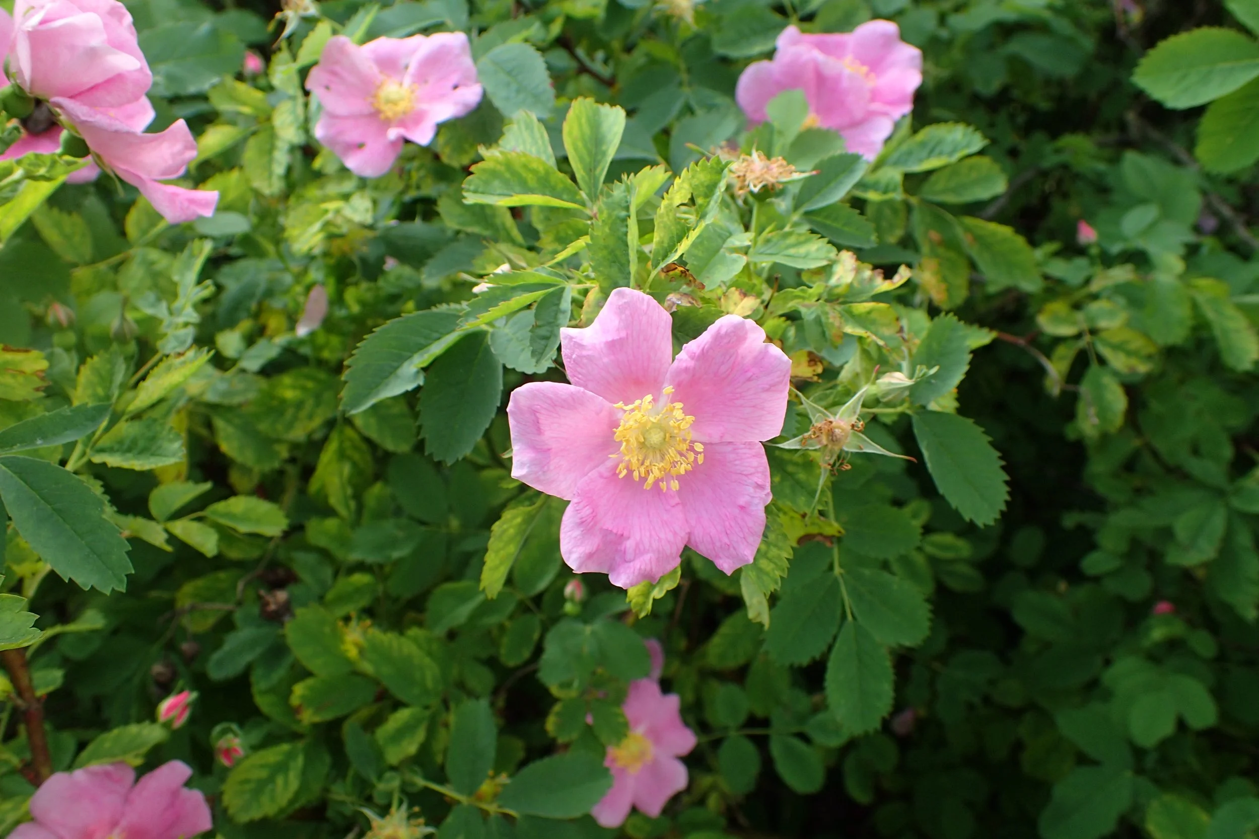 Meadow Rose (Rosa blanda)