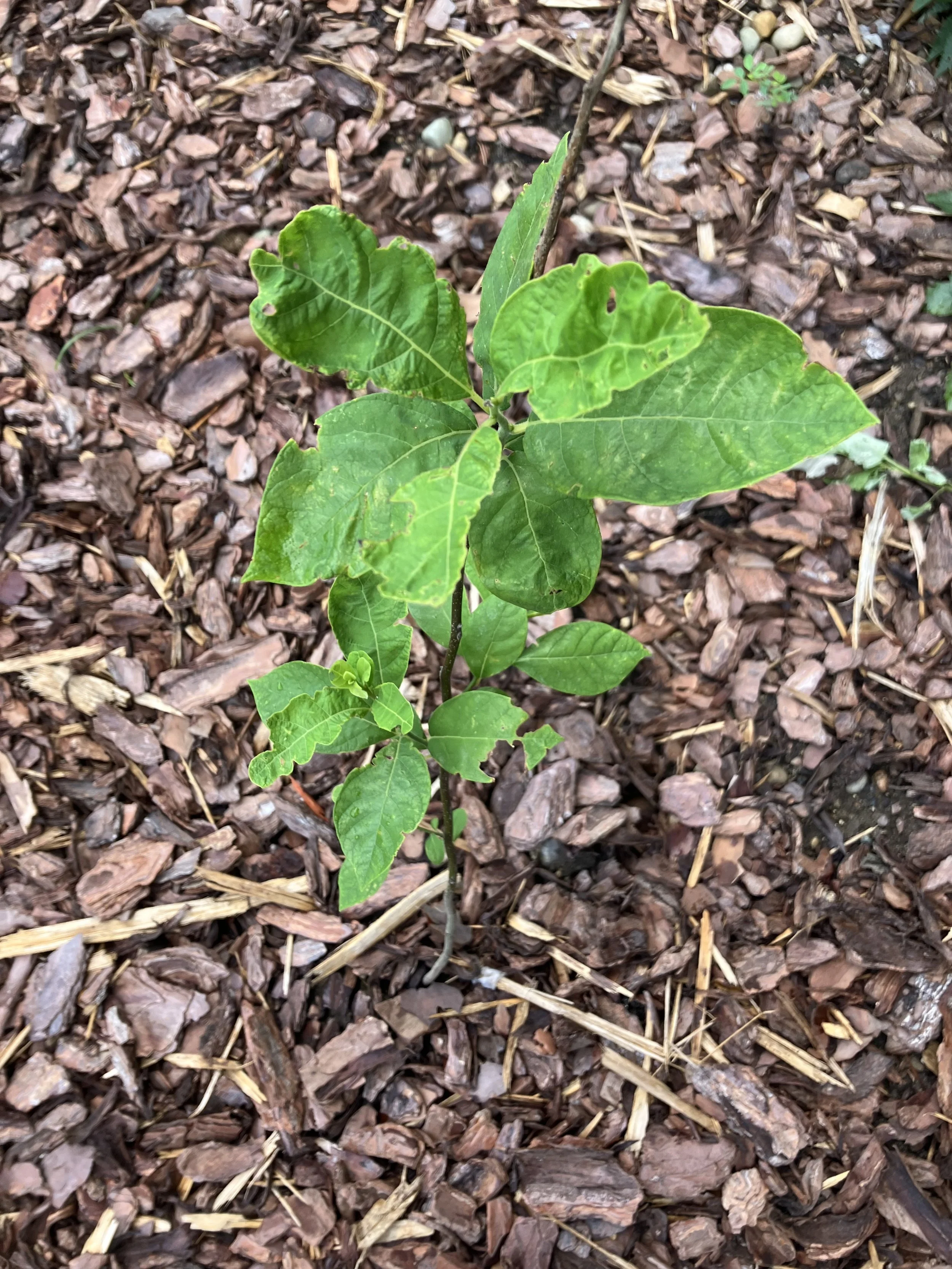 Spicebush (Lindera benzoin)