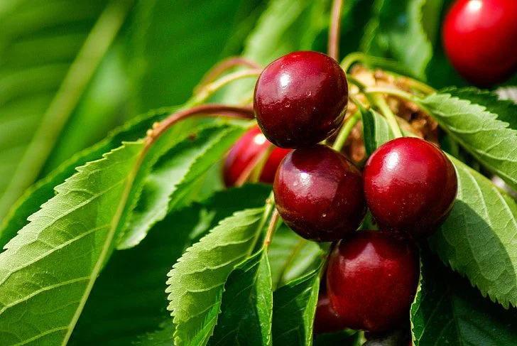 Skeena Cherry (Prunus avium 'Skeena')