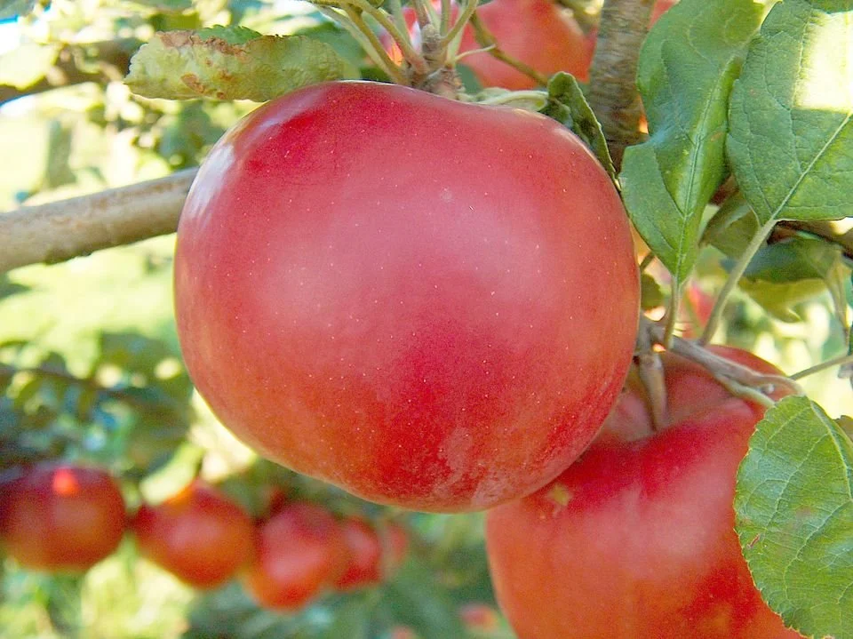 Red McIntosh Apple (Malus domestica 'McIntosh')