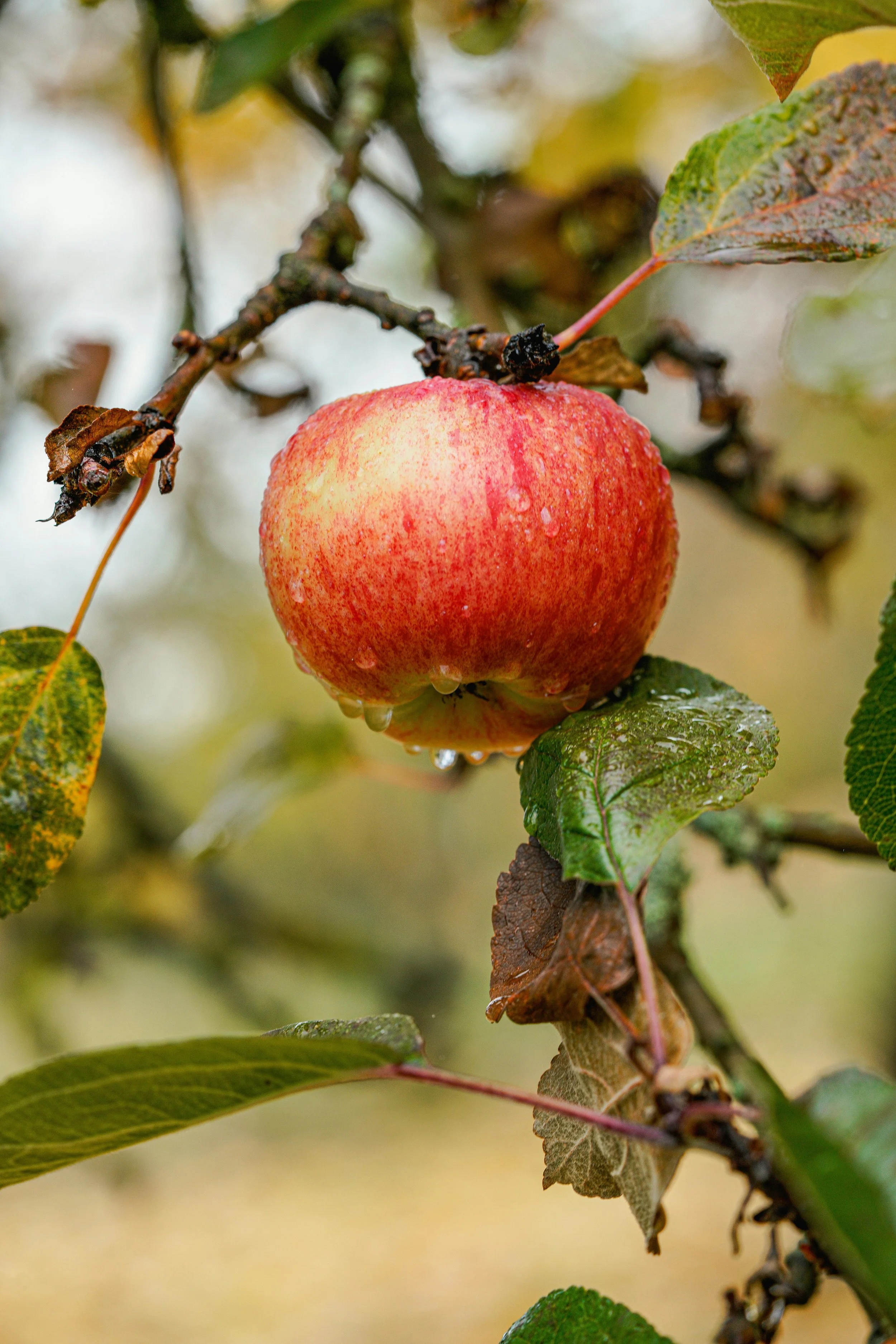 Red King Red Flesh Apple (Malus domestica 'Red King Red Flesh')