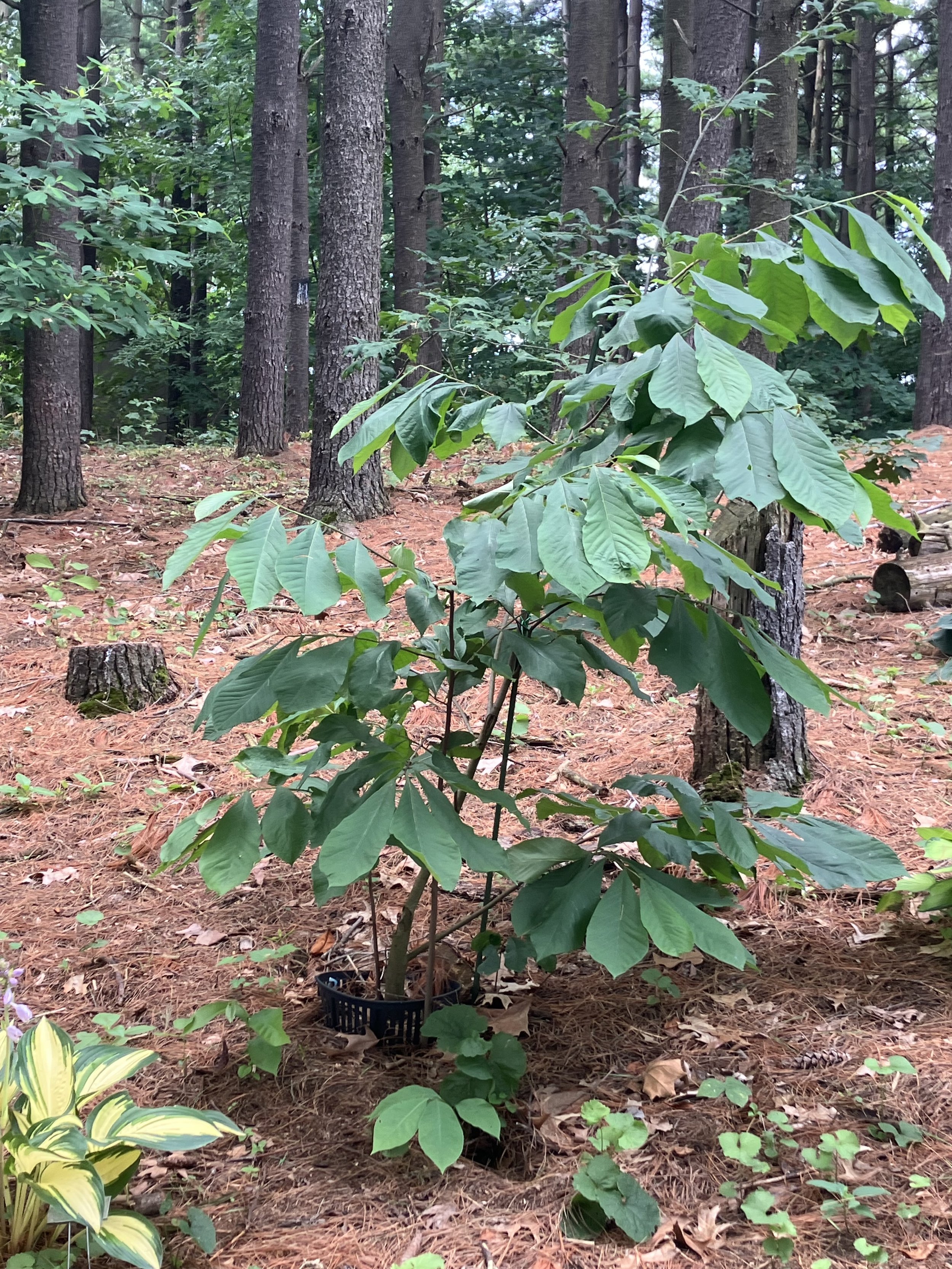 Pawpaw (Asimina triloba)
