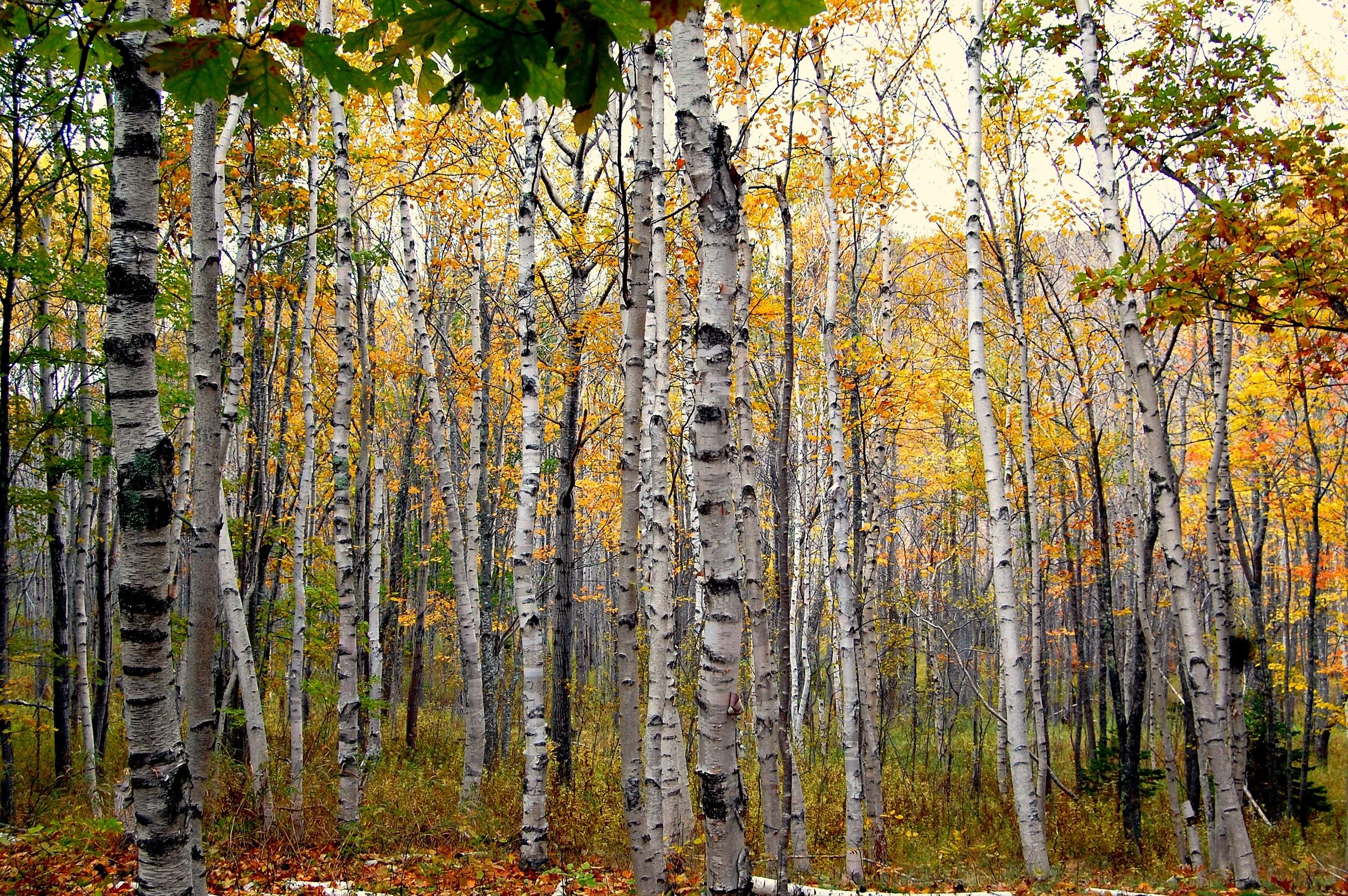 paper birch.jpg