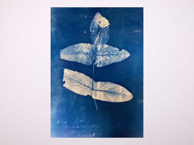 Example of pressed plant cyano (collaboration between Botanist and Lily)