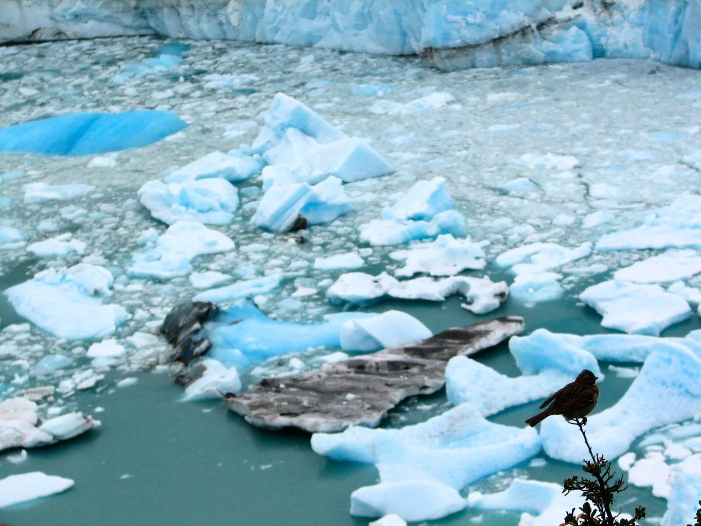 Untitled design(4).jpg