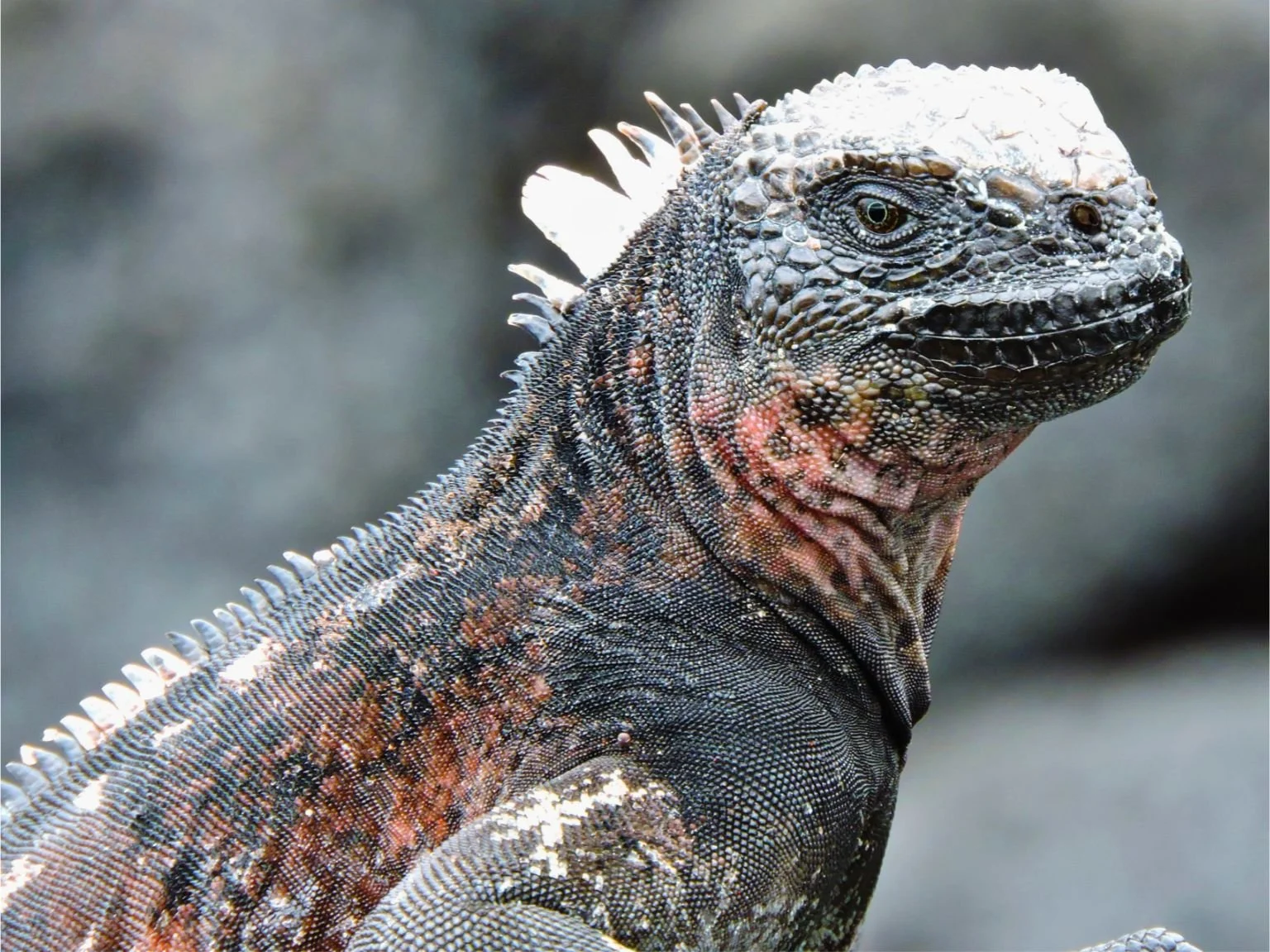 Untitled design(12).jpg