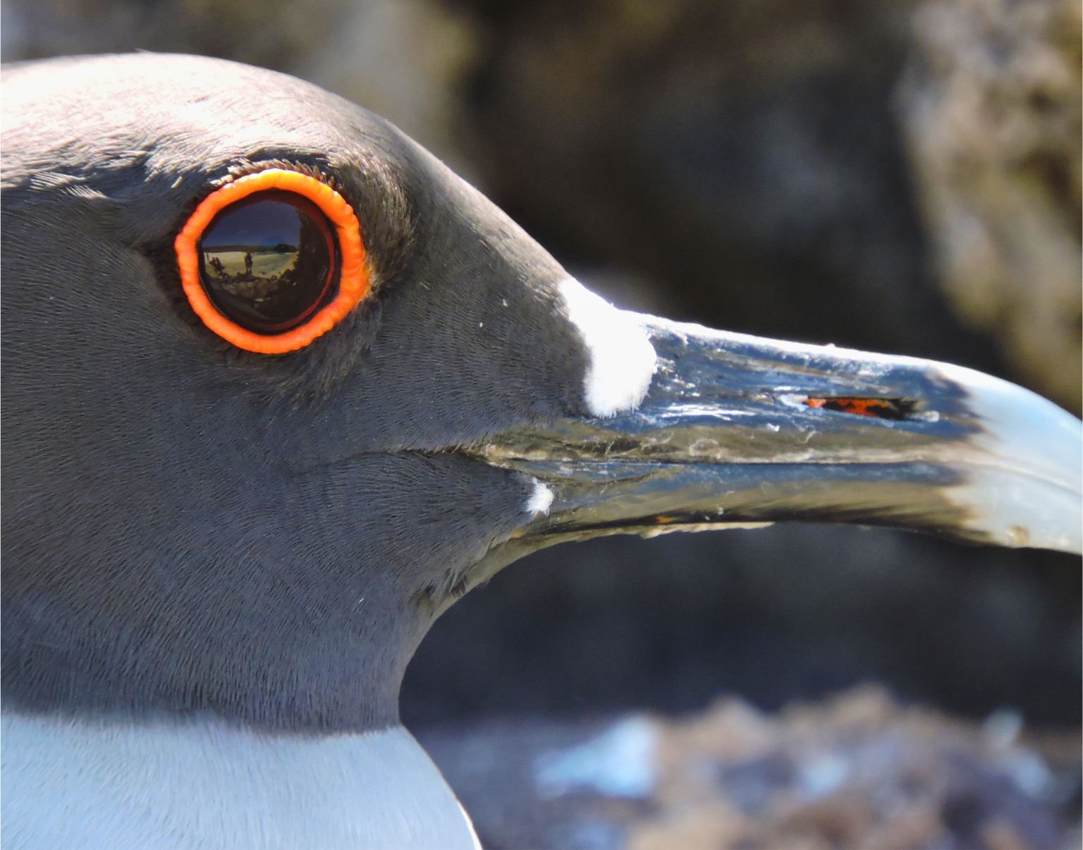 Untitled design(1).jpg