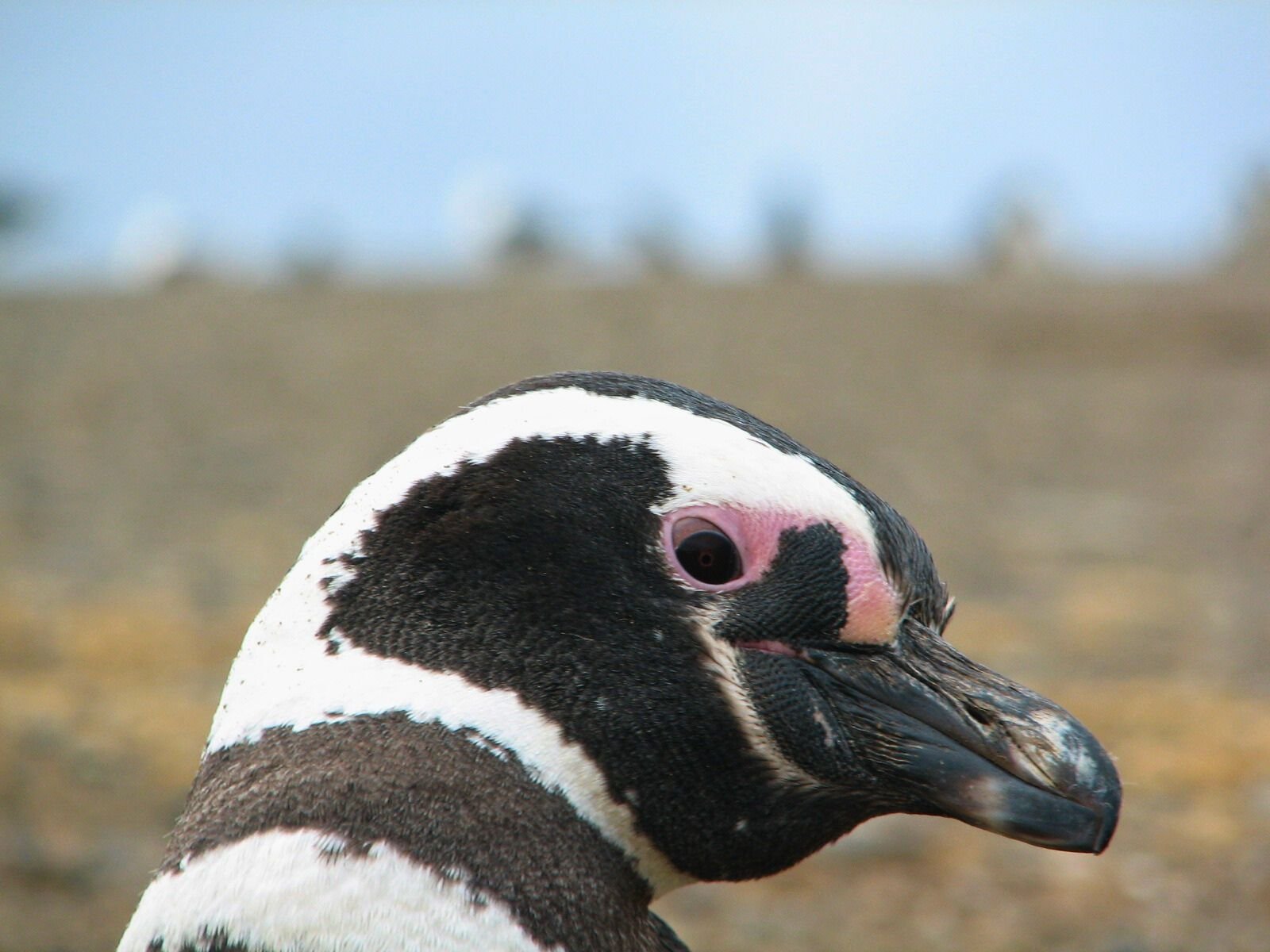 Untitled design(3).jpg