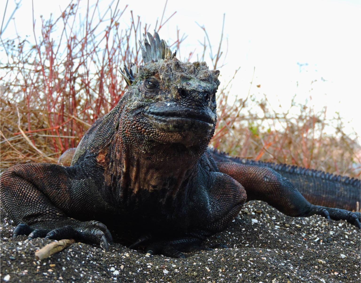 Untitled design(3).jpg