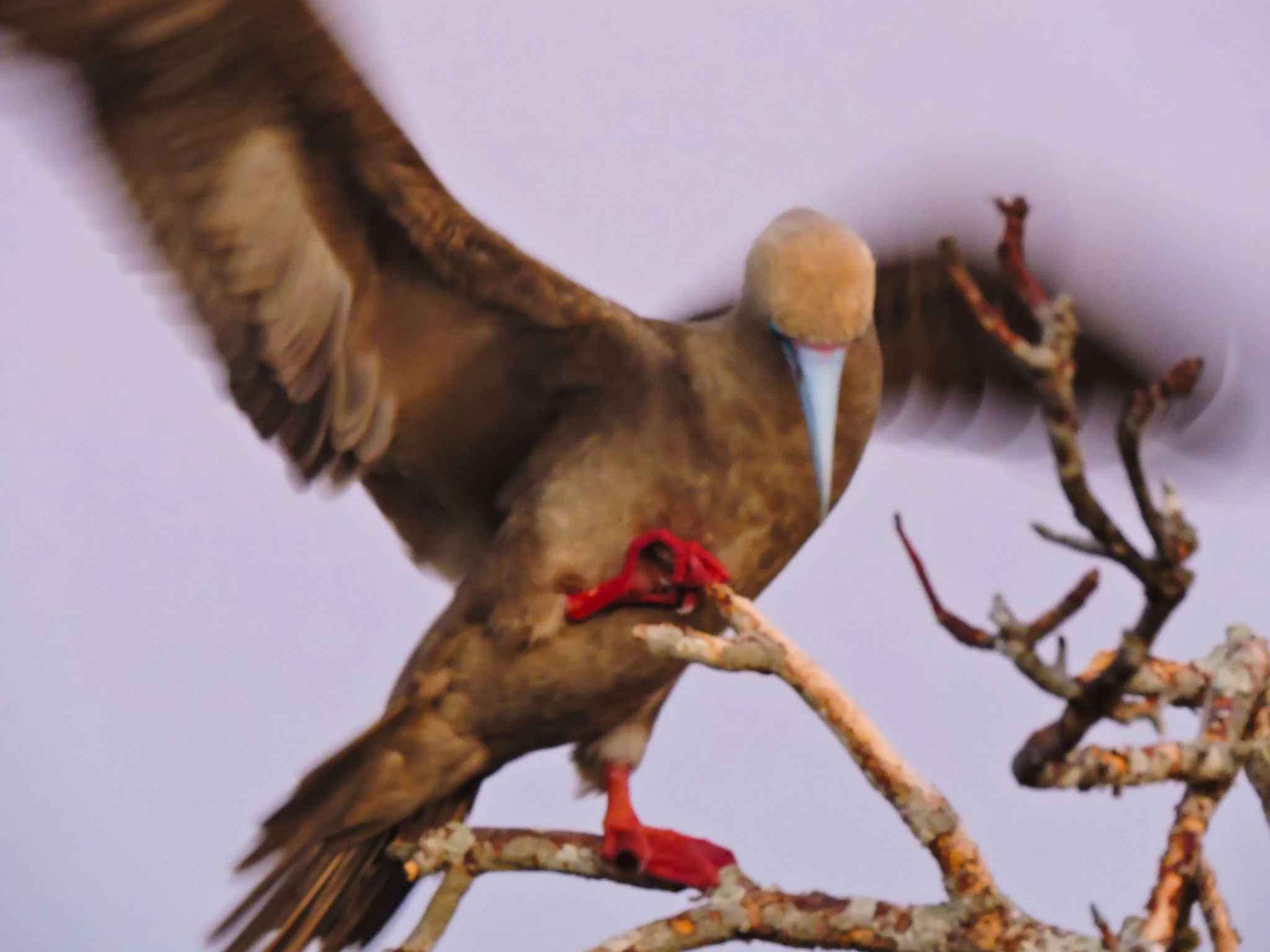 Galapagos, Maasai Mara, Patagonia - WILDLIFE