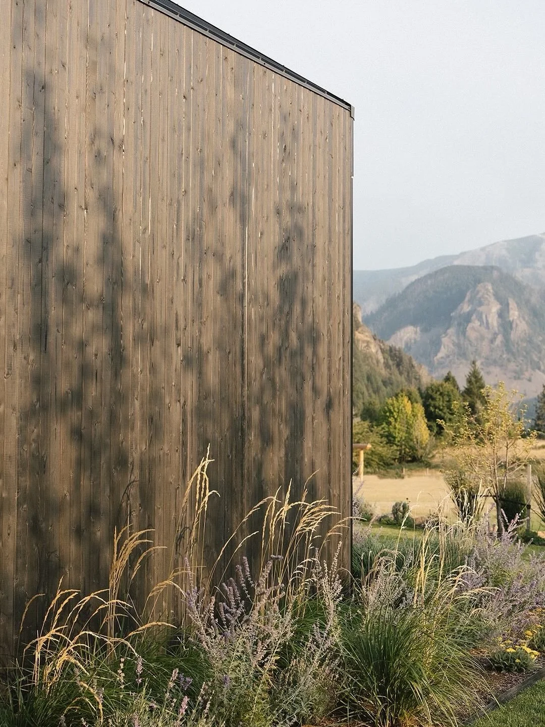 Late afternoon light streaming through the aspens, making shadows on the south west corner of the building.