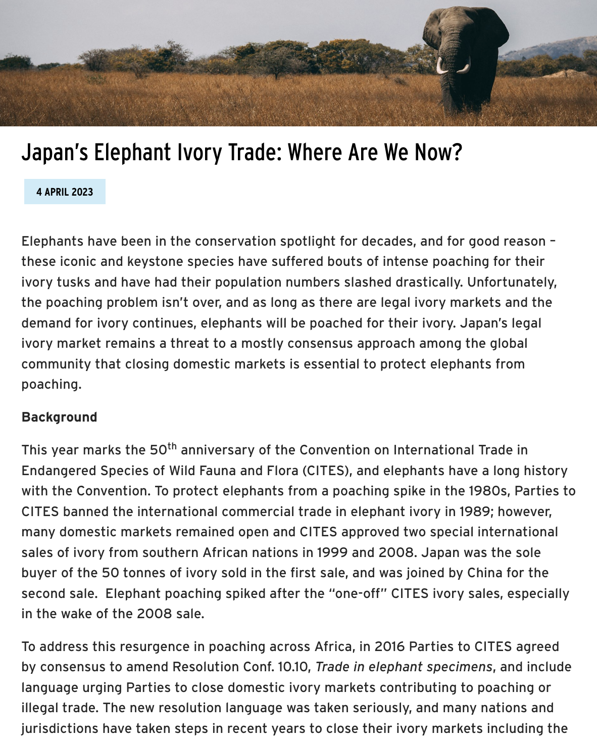 Japan’s Elephant Ivory Trade BLOG thumb.png