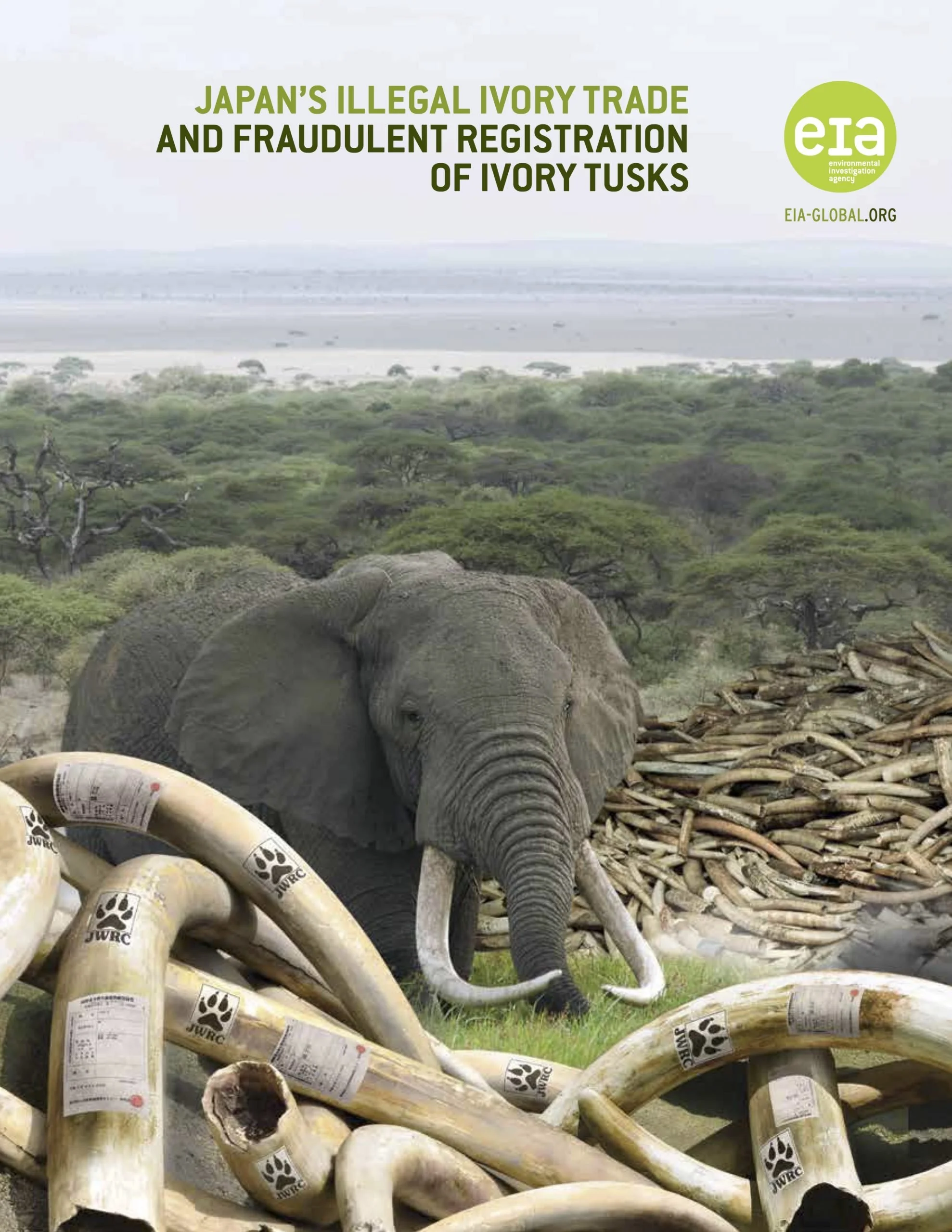 japan's illegal ivory trade thumb.jpeg