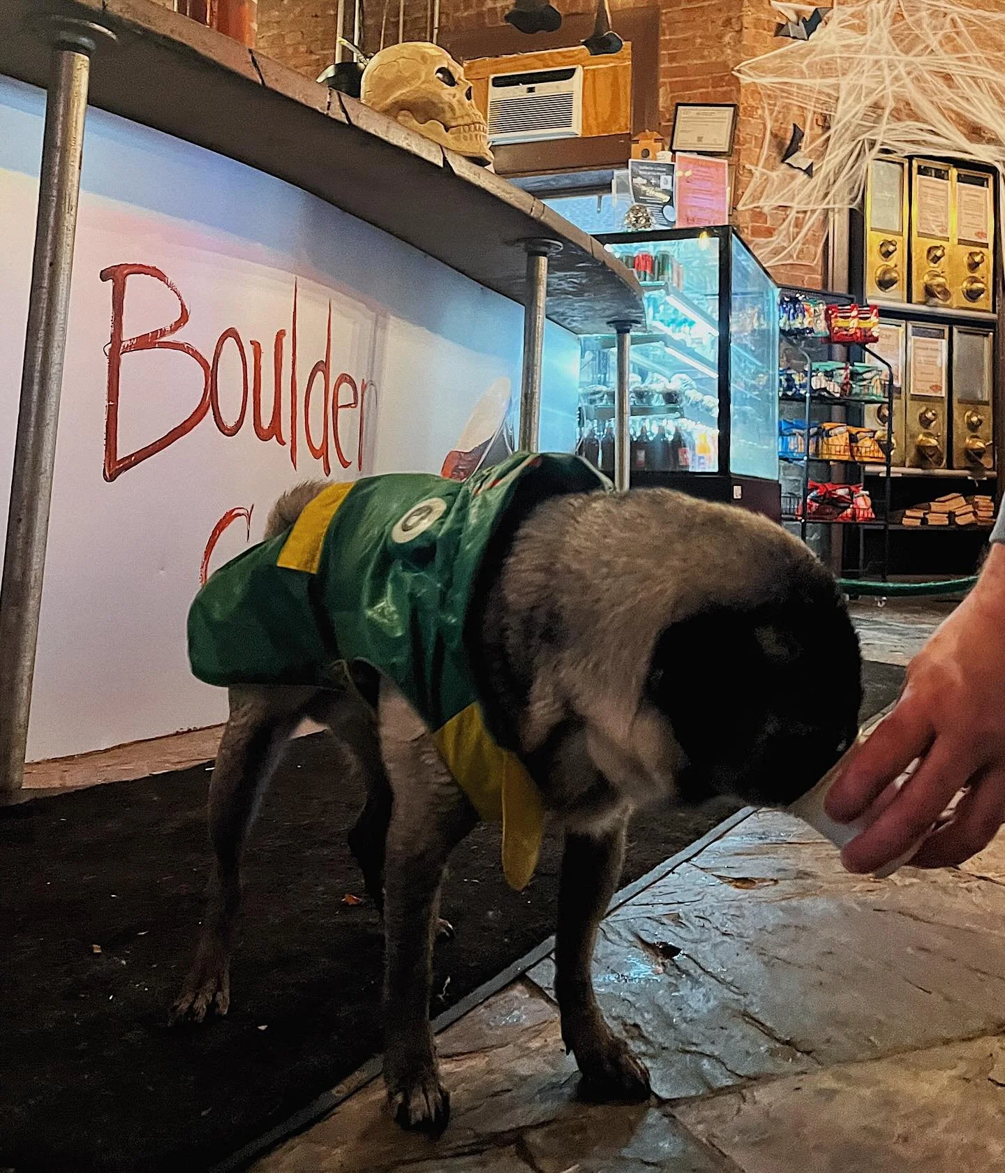 Rain or shine, our morning regulars persist! 
And in the most fashionable rain coat, we may point out 🤭
Thankful for all of you, from regulars to regular we haven’t met yet. 
Thanks for supporting what we do, especially when it involves pugs i