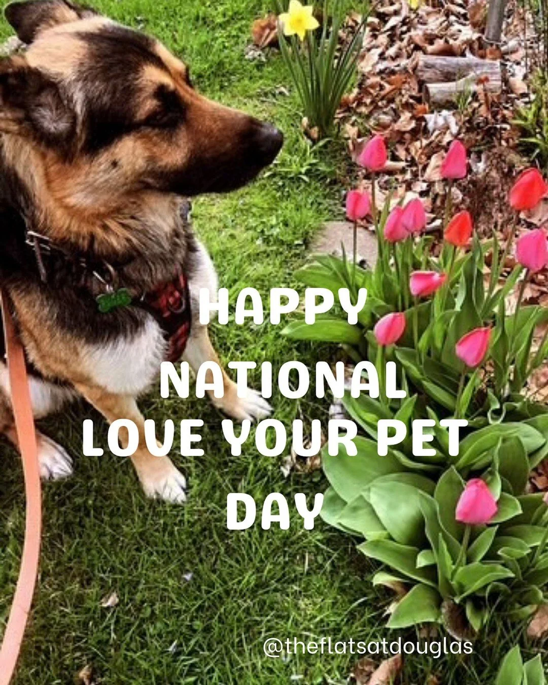 Happy National Love Your Pet Day! Drop a photo of your furry friend in the comments! #theflatsatdouglas #llovewhereyoulive #nationalloveyourpetday
