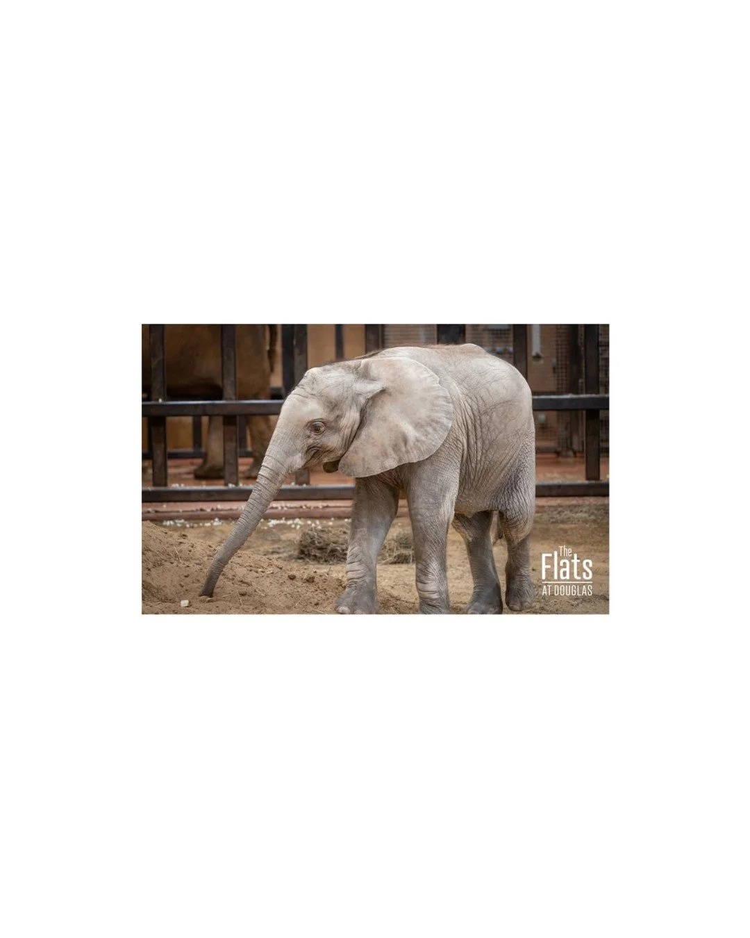 Did you know the Toledo Zoo and Aquarium is considered one of the top zoos in the country? It's home to an award-winning aquarium, hands-on exhibits, and family-friendly events all year long. It is one of the best attractions here in our great city! 
