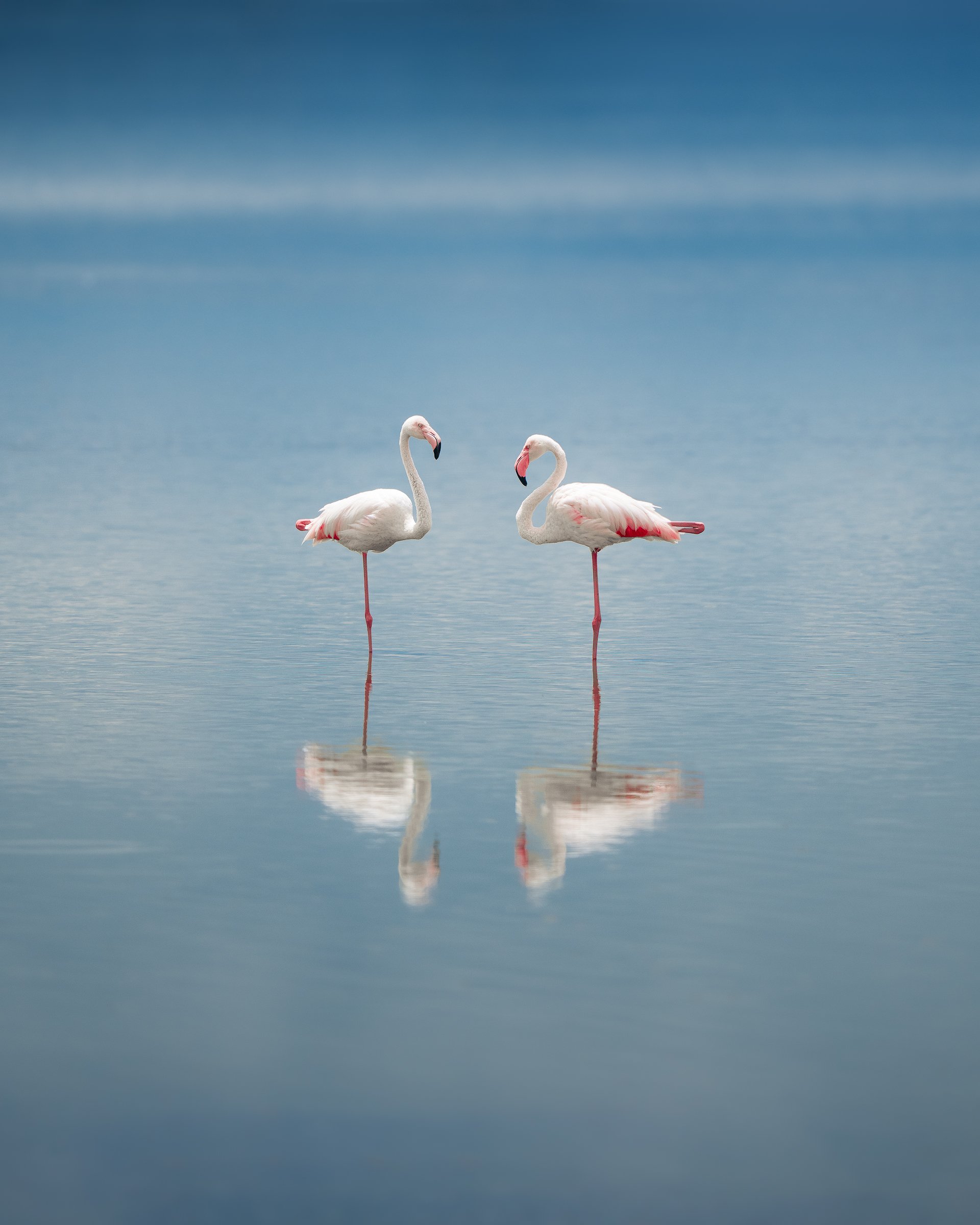FLAMINGOSREFLECTION_COLOR_PRINT_2.jpg