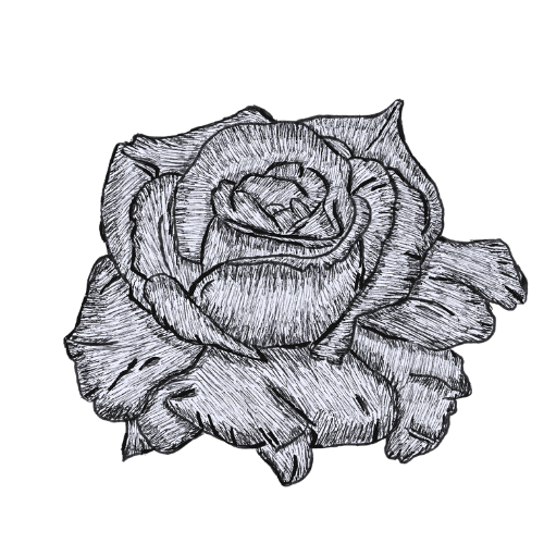 Line drawing of a rose flower with detailed petals.
