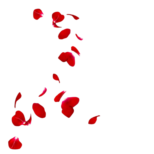 Scattered red rose petals falling in the air.