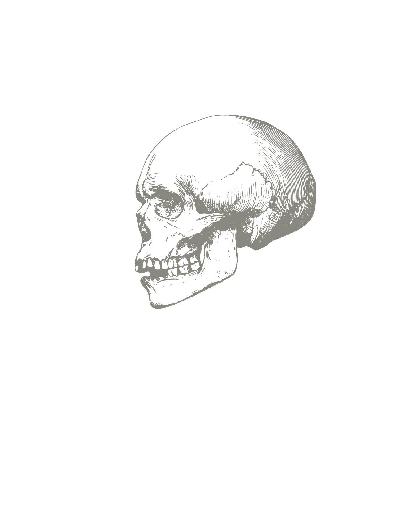 A detailed illustration of a human skull on a black background.