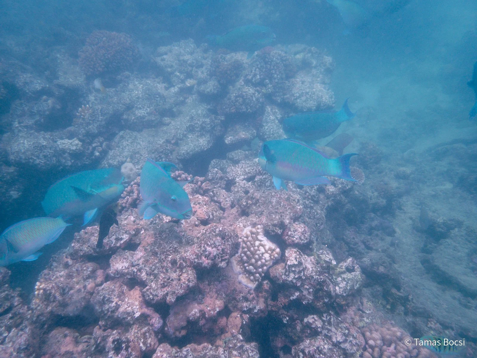Great Barrier Reef Excusion