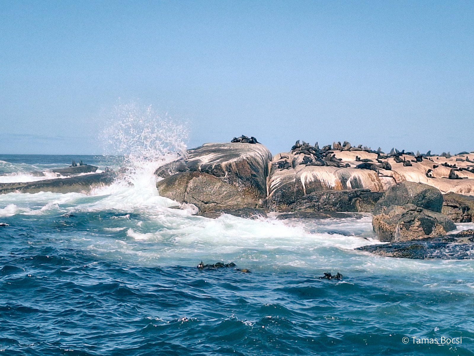 Seals on Duiker Island