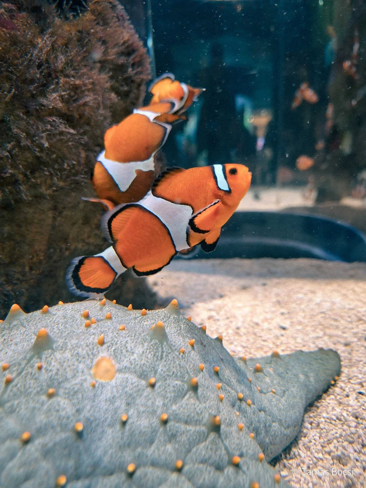 Fish in Two Oceans Aquarium