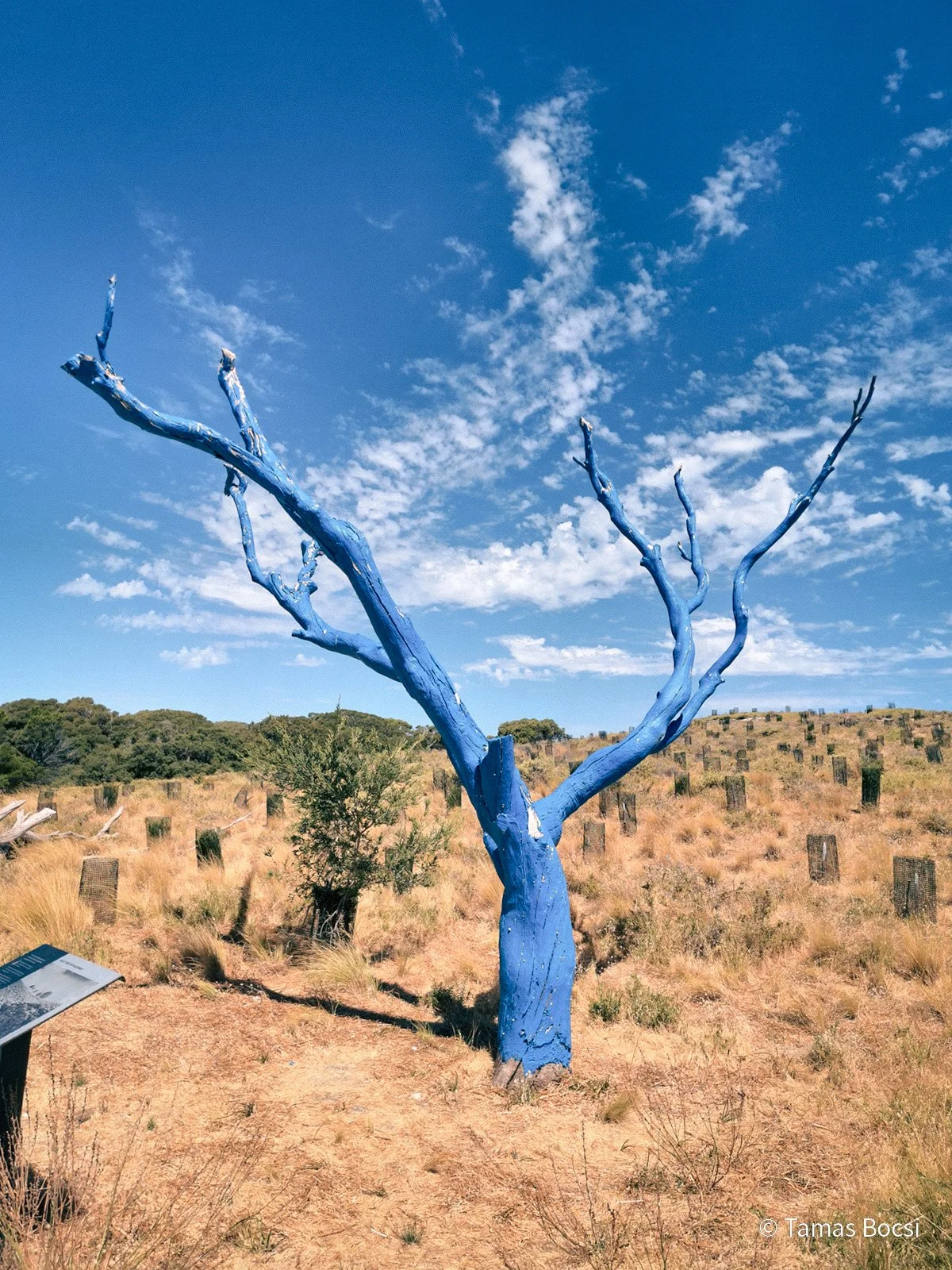 Blue Tree on Wadjemup