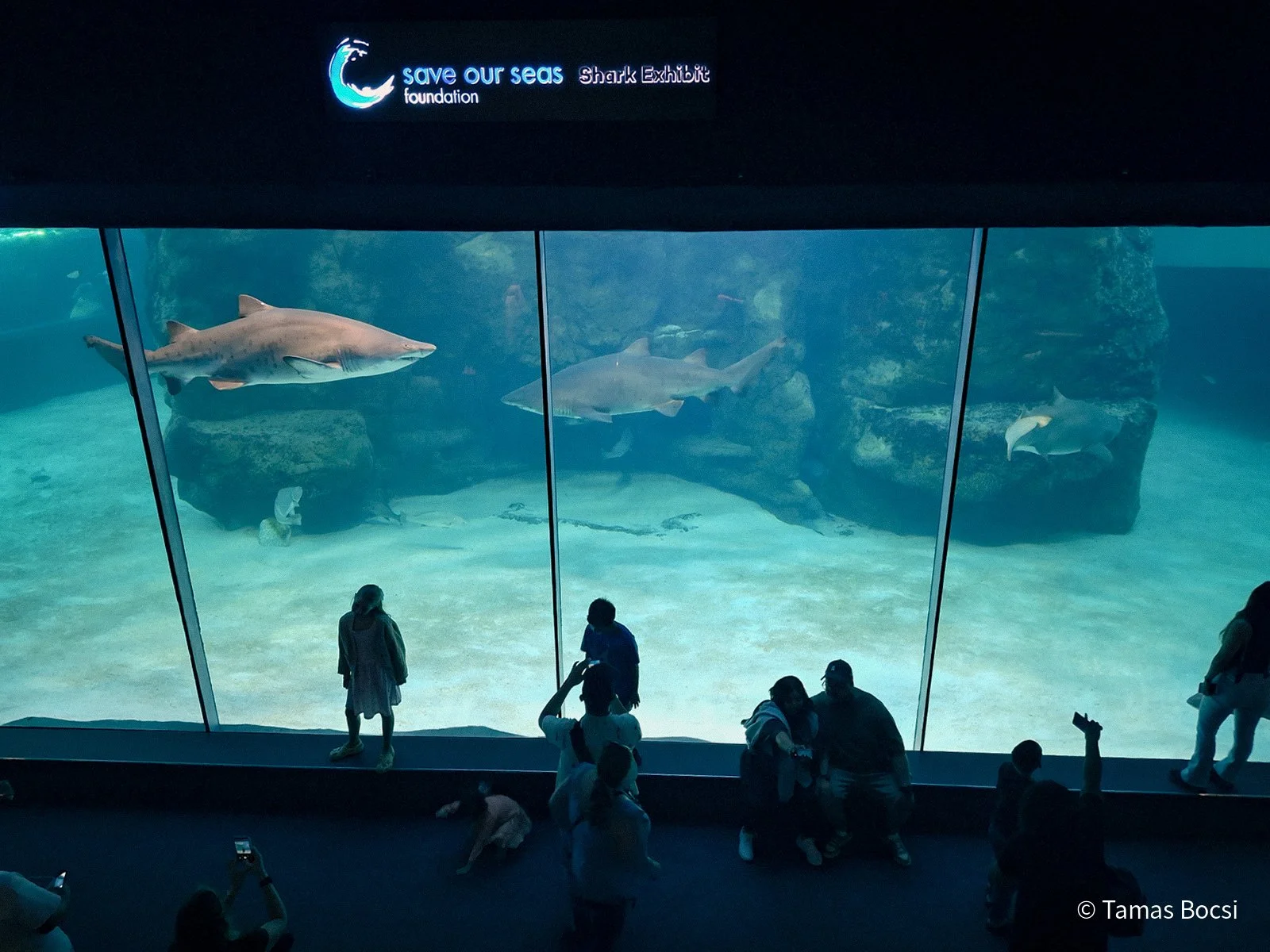 Shark tank in Two Oceans Aquarium