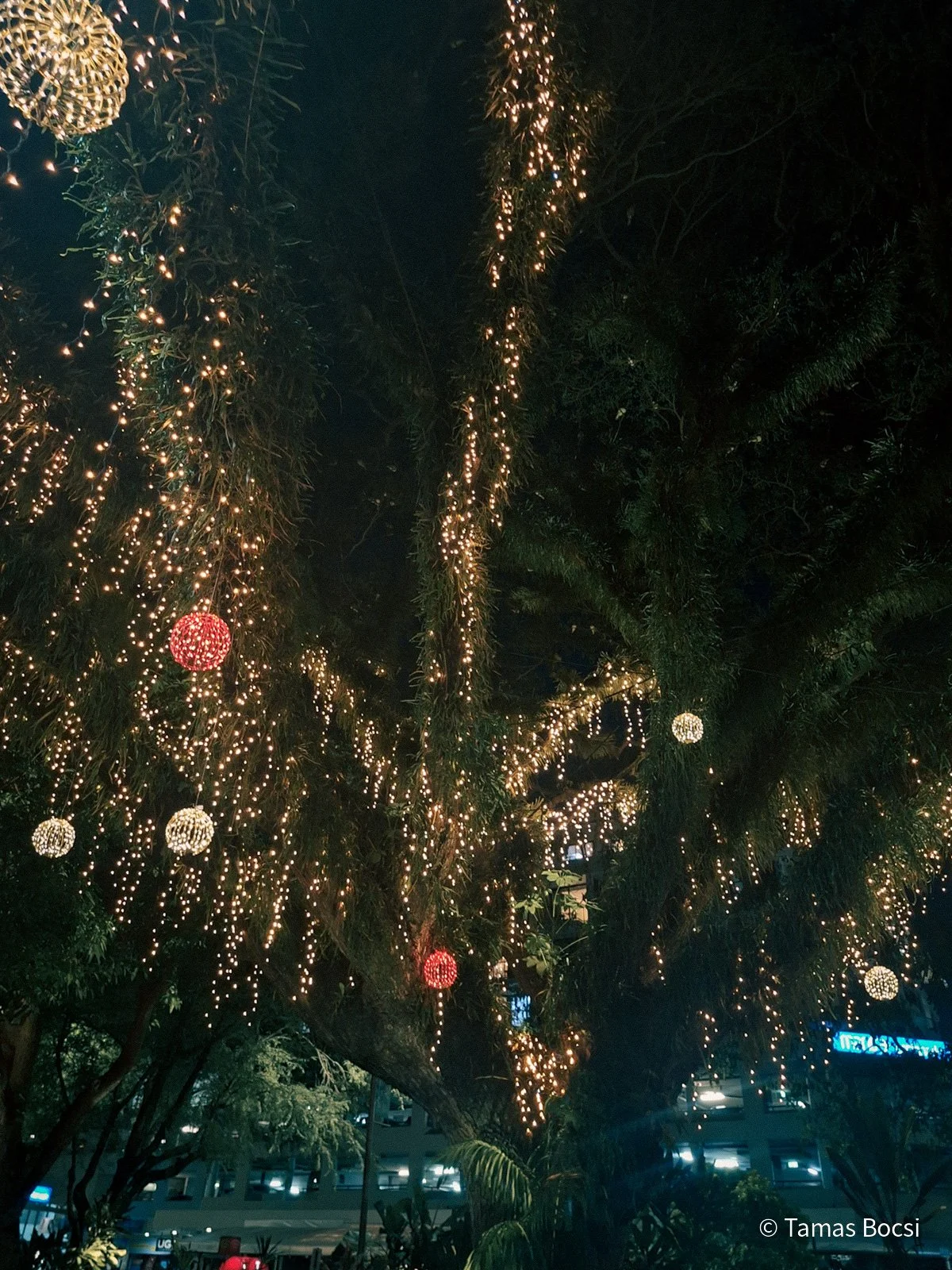 Tree in Cairns - at night