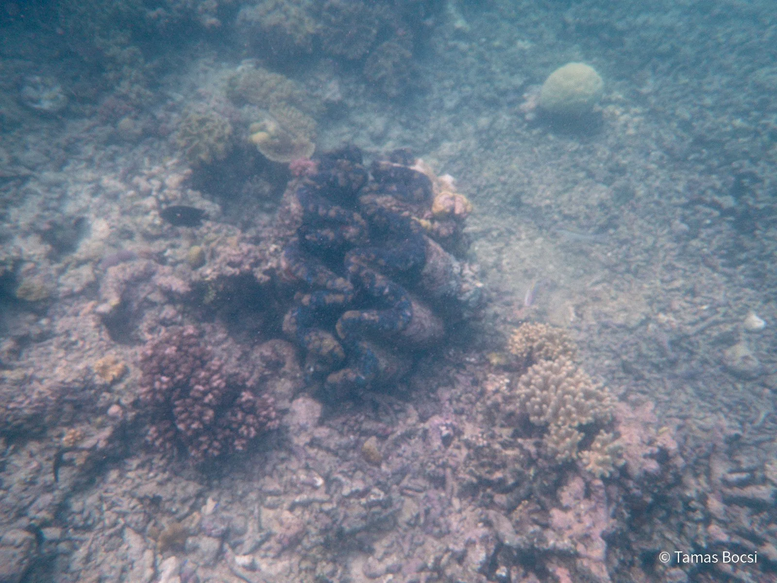 Great Barrier Reef Excusion