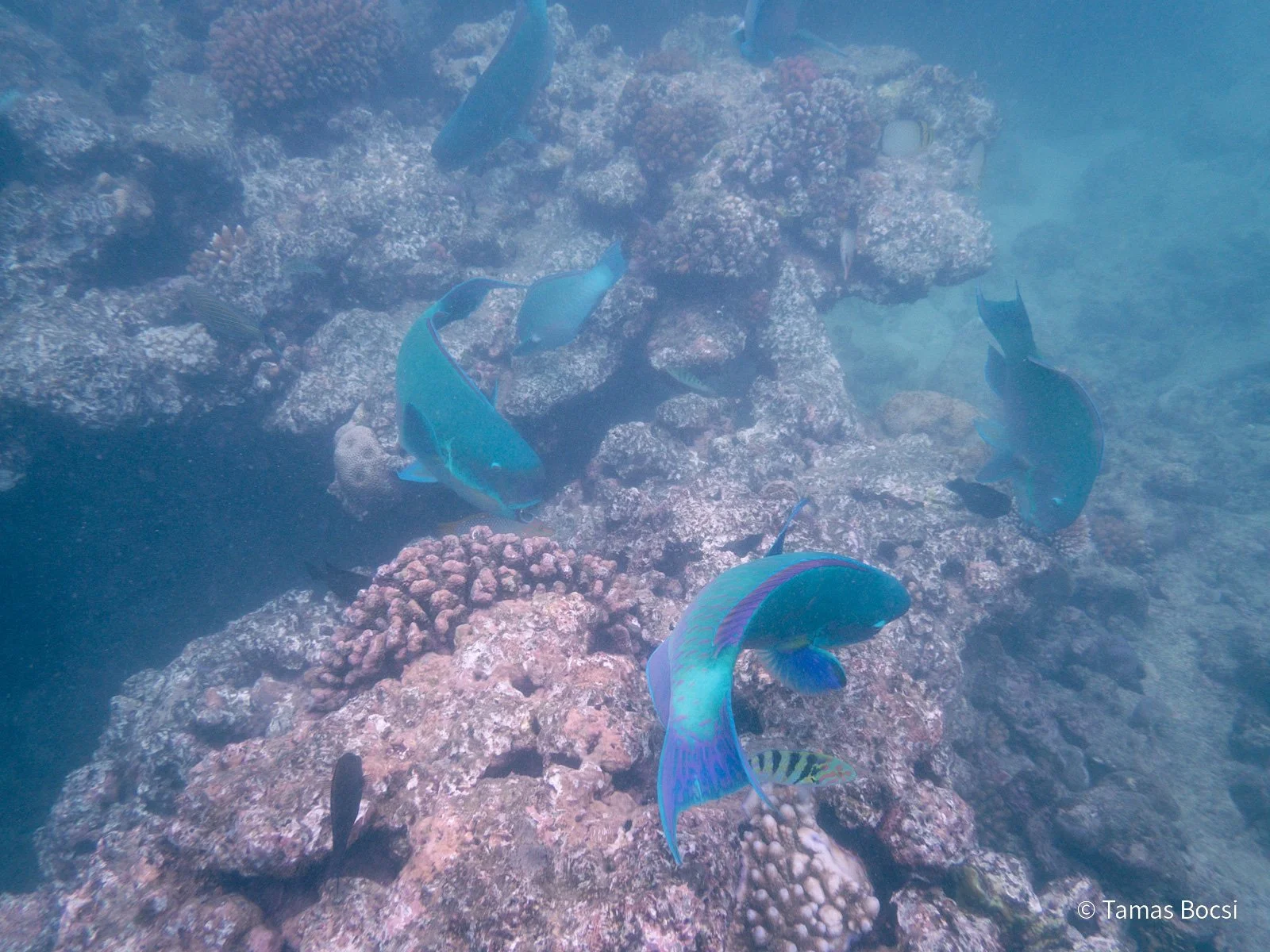 Great Barrier Reef Excusion