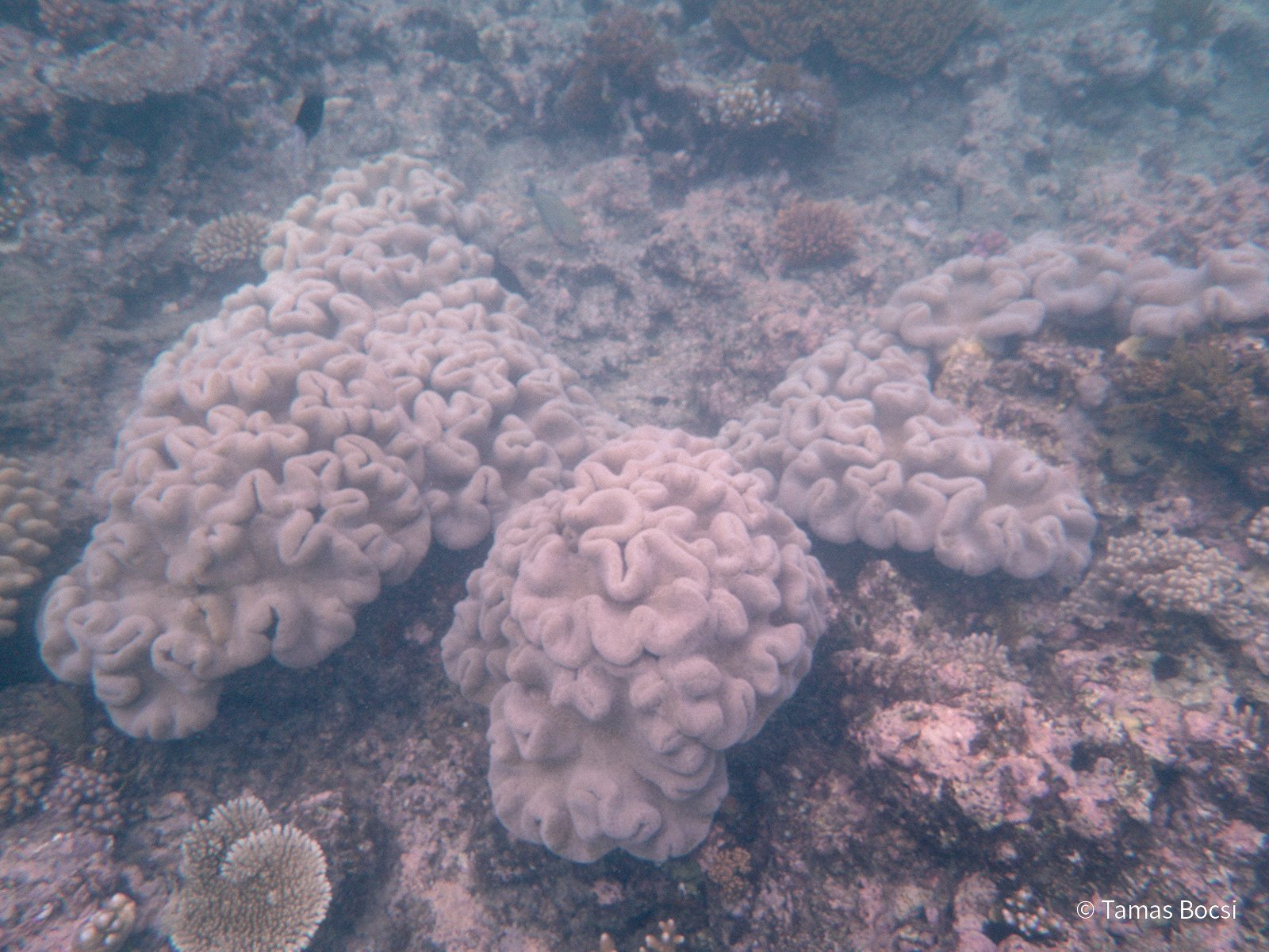 Great Barrier Reef Excusion