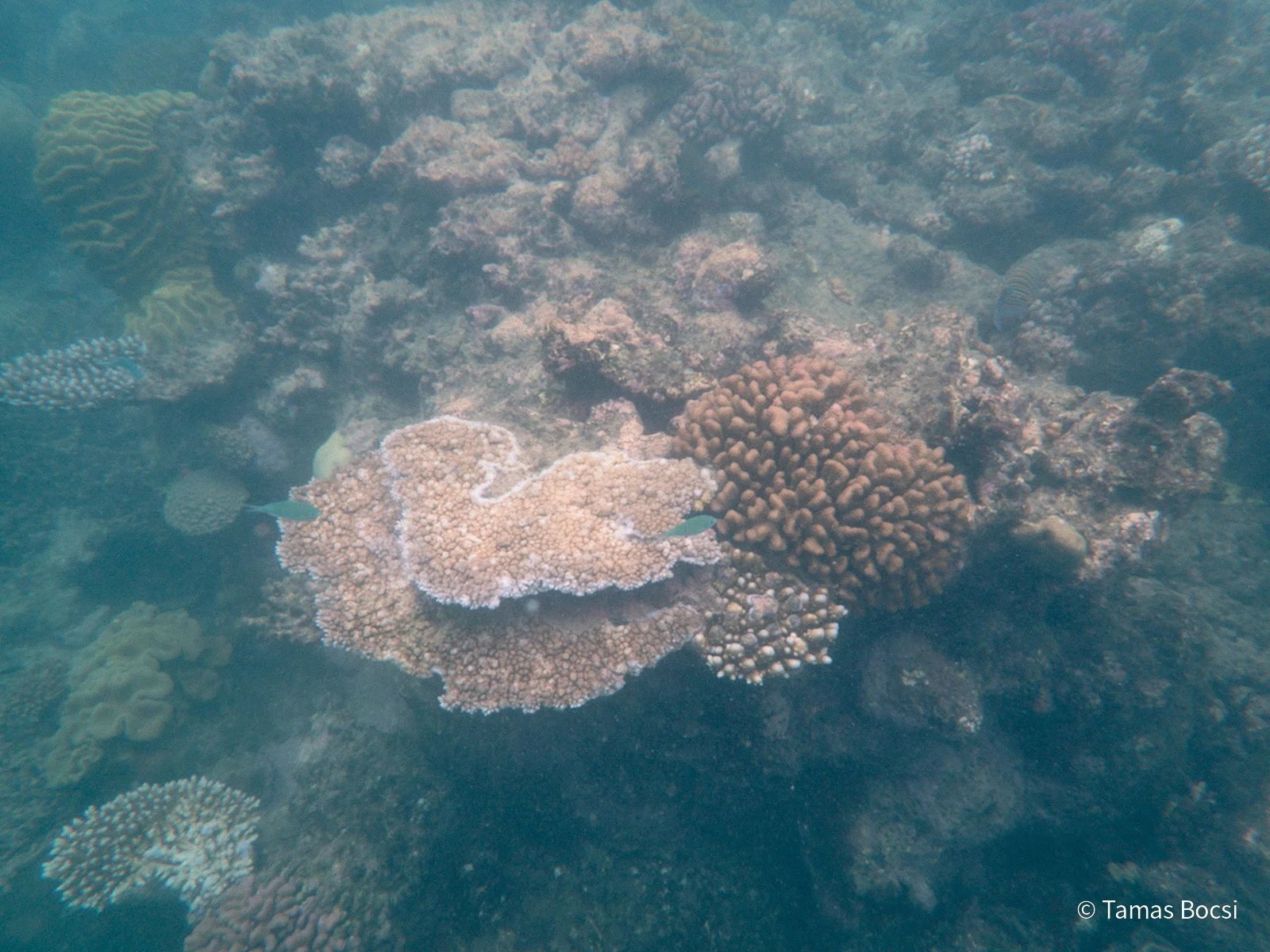 Great Barrier Reef Excusion