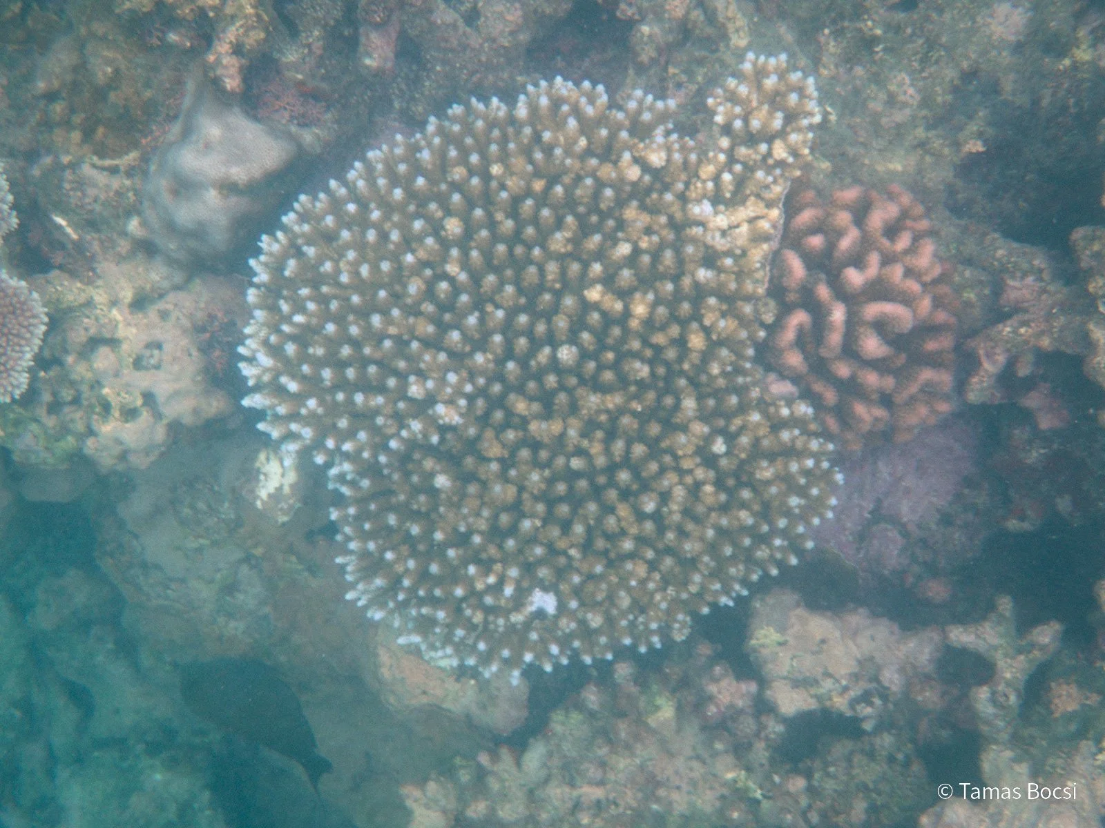 Great Barrier Reef Excusion