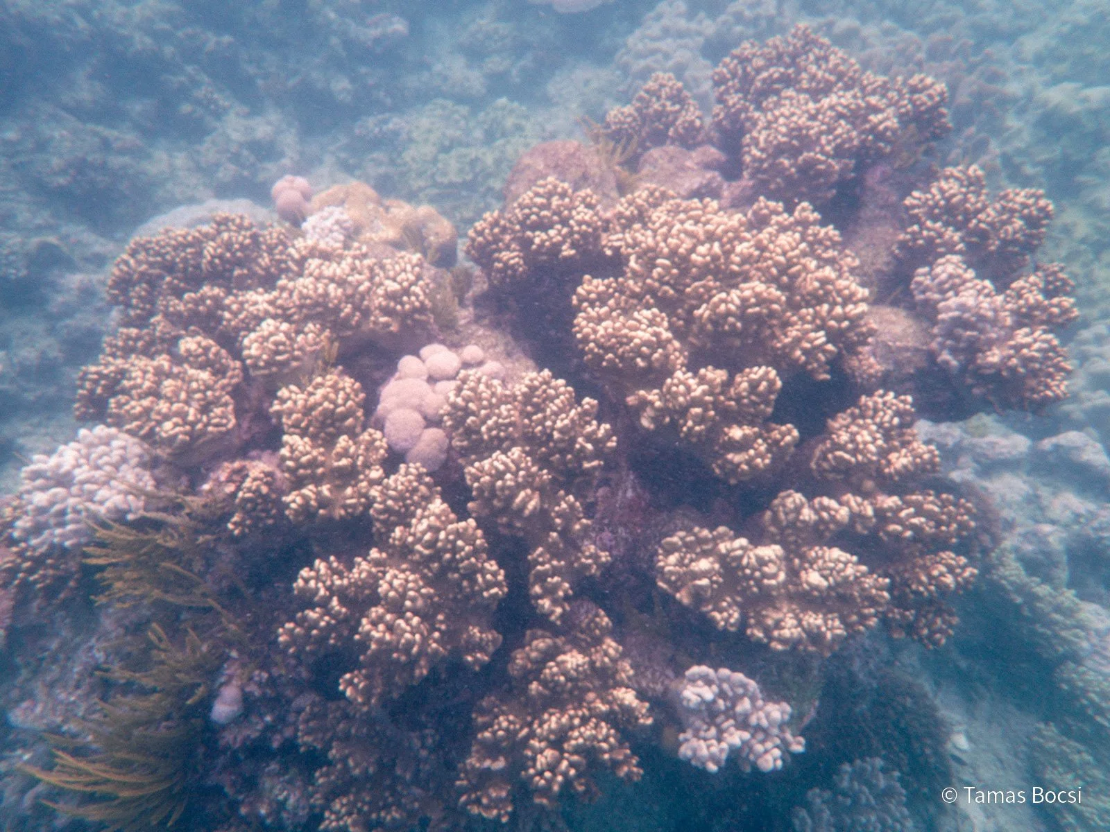 Great Barrier Reef Excusion