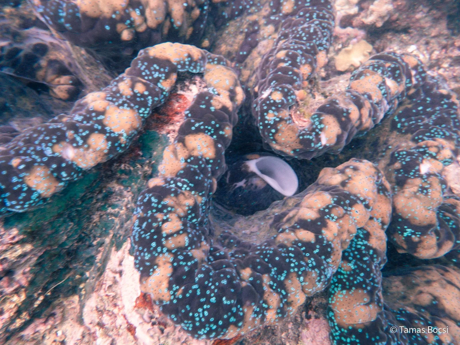 Great Barrier Reef Excusion