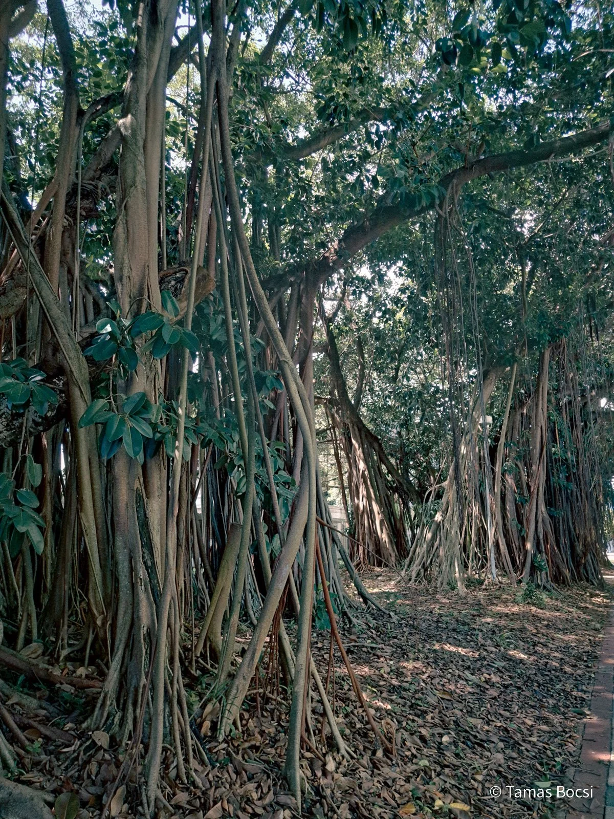 Rainforest in Cairns