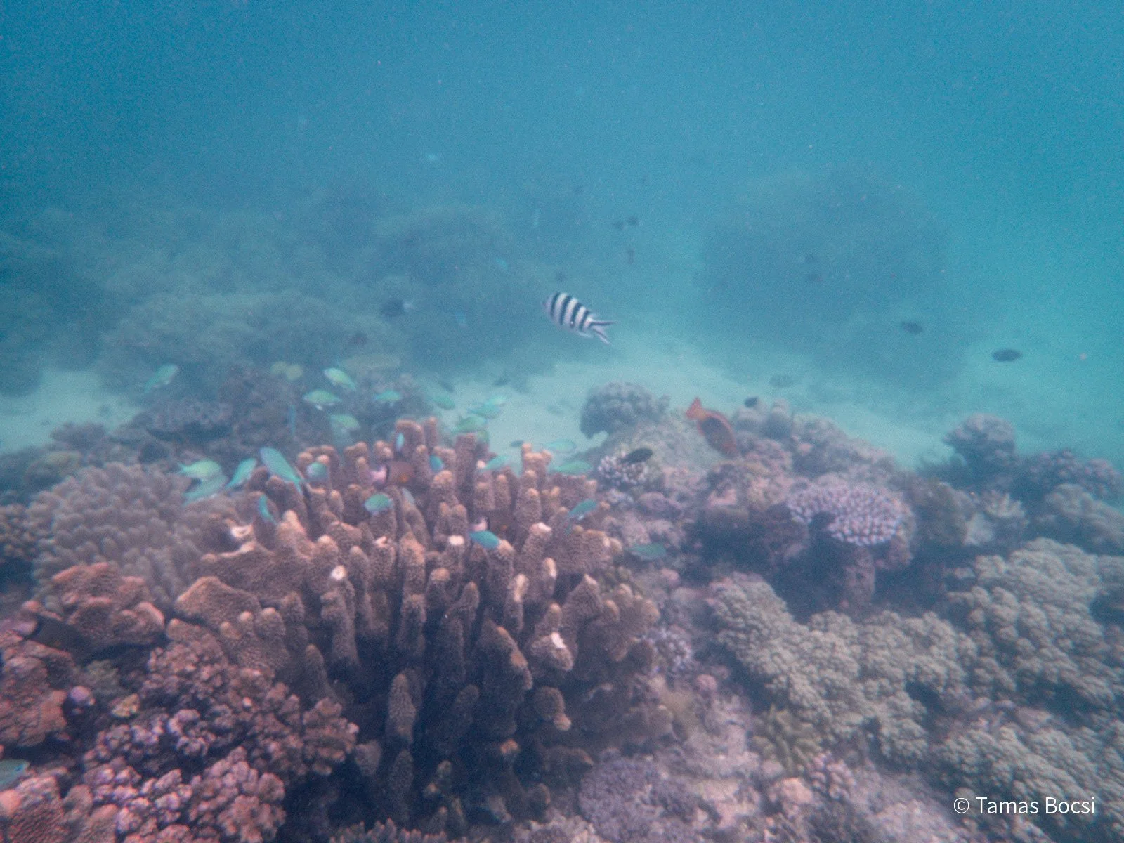 Great Barrier Reef Excusion